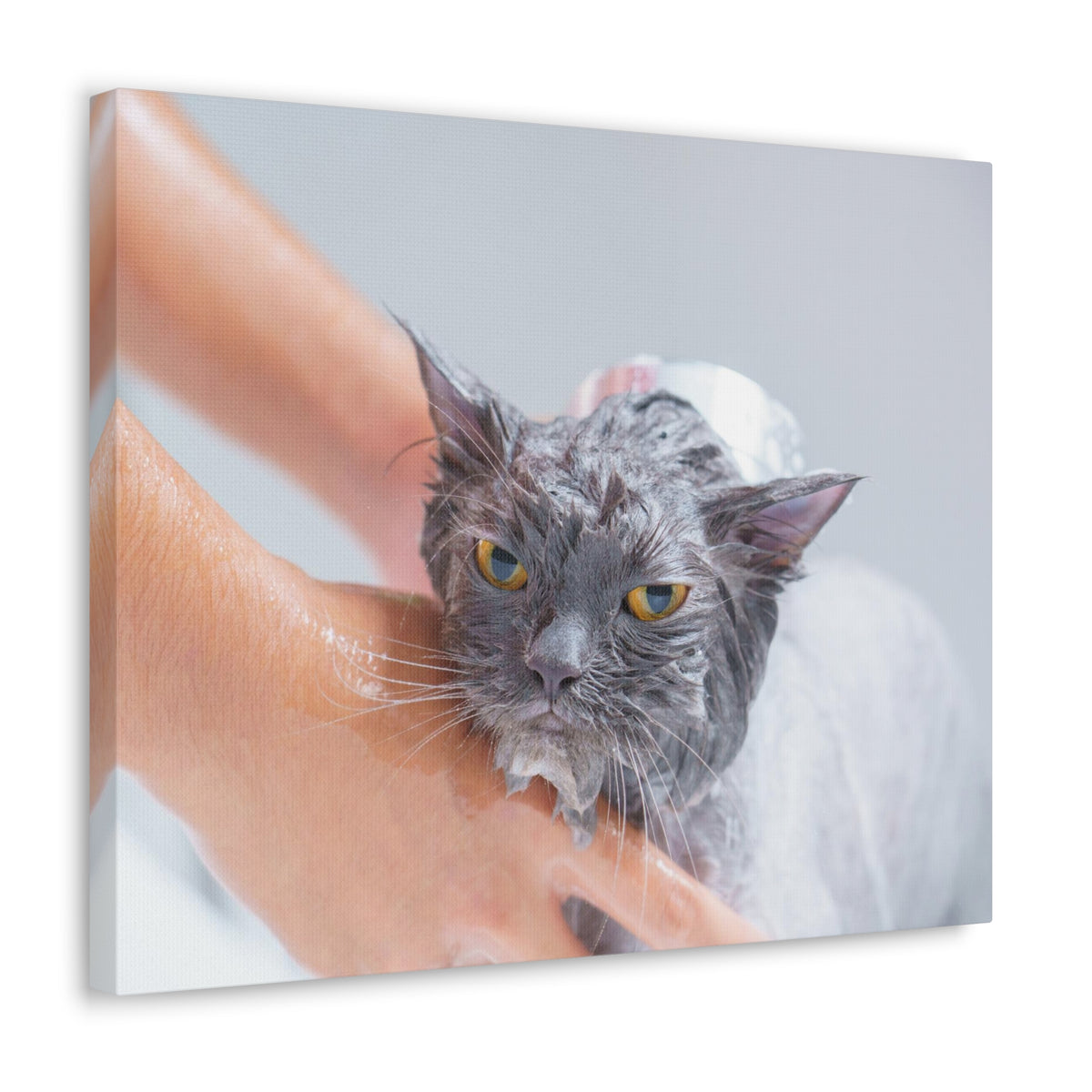 Cute Persian Cat Bath Canvas Wall Art for Home Decor Ready-to-Hang-Express Your Love Gifts