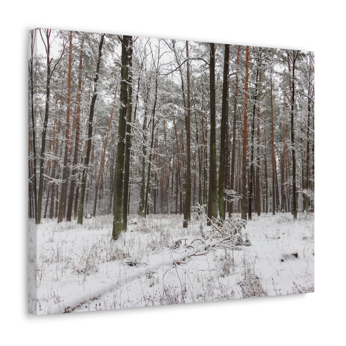 Winter Tree Covered In Snow Forest Nature Wilderness Photography Canvas Wall Art for Home Decor Ready-to-Hang-Express Your Love Gifts