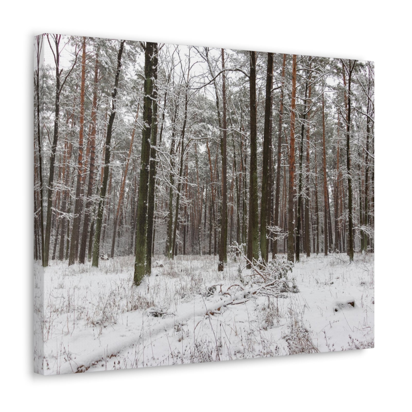 Winter Tree Covered In Snow Forest Nature Wilderness Photography Canvas Wall Art for Home Decor Ready-to-Hang-Express Your Love Gifts