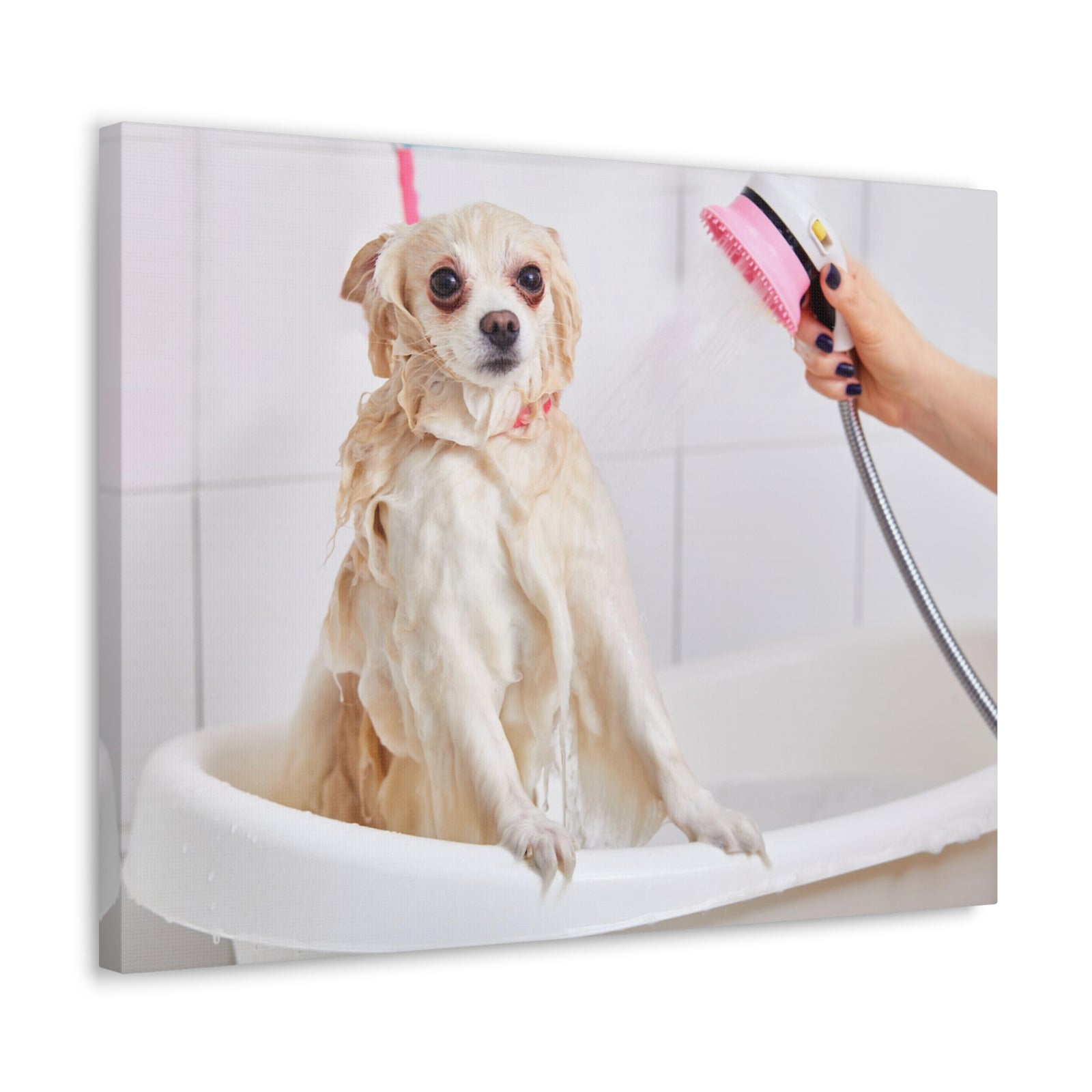 Cute Maltese Bath Canvas Wall Art for Home Decor Ready-to-Hang-Express Your Love Gifts