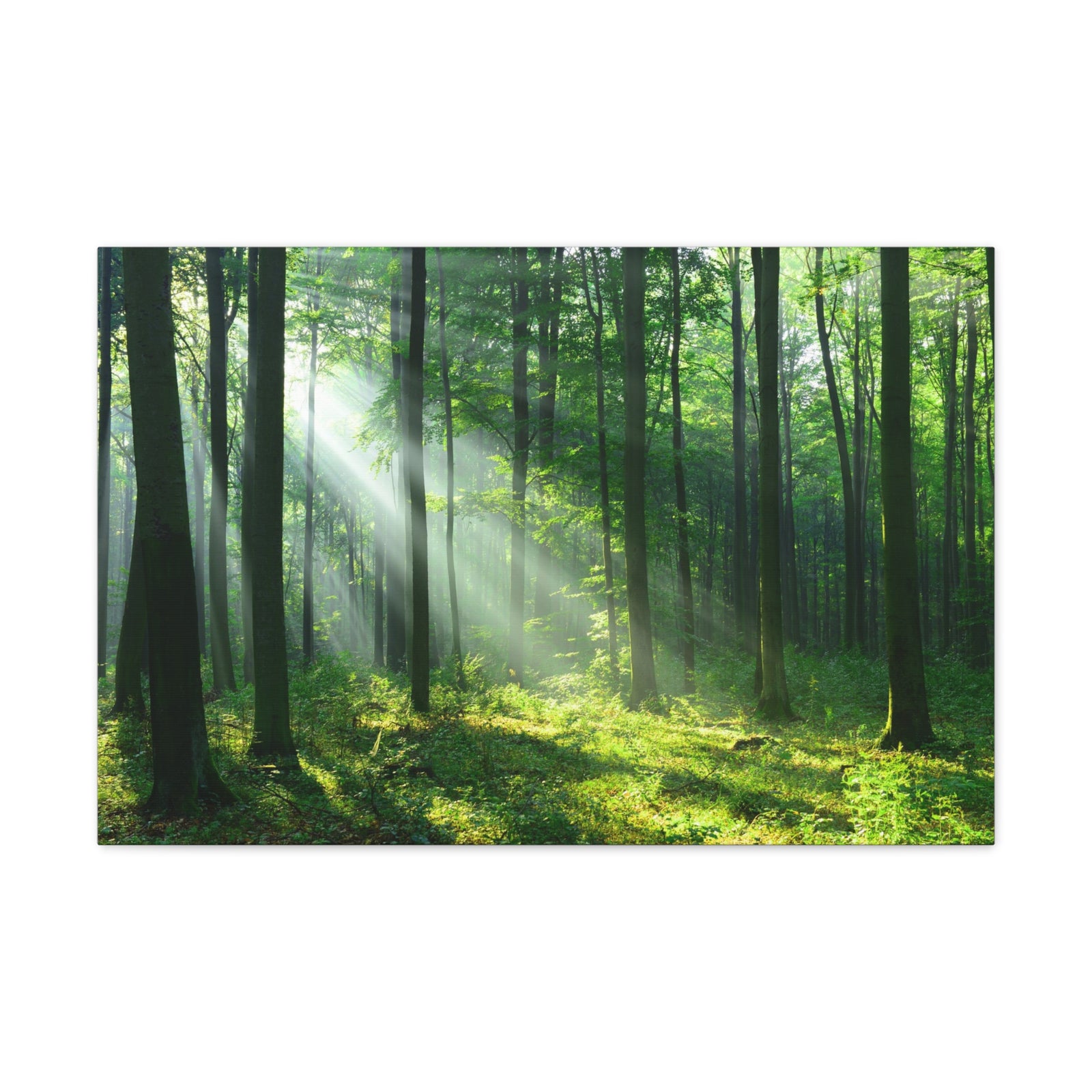 Green Forest Sunlight Nature Wilderness Photography Canvas Wall Art for Home Decor Ready-to-Hang-Express Your Love Gifts