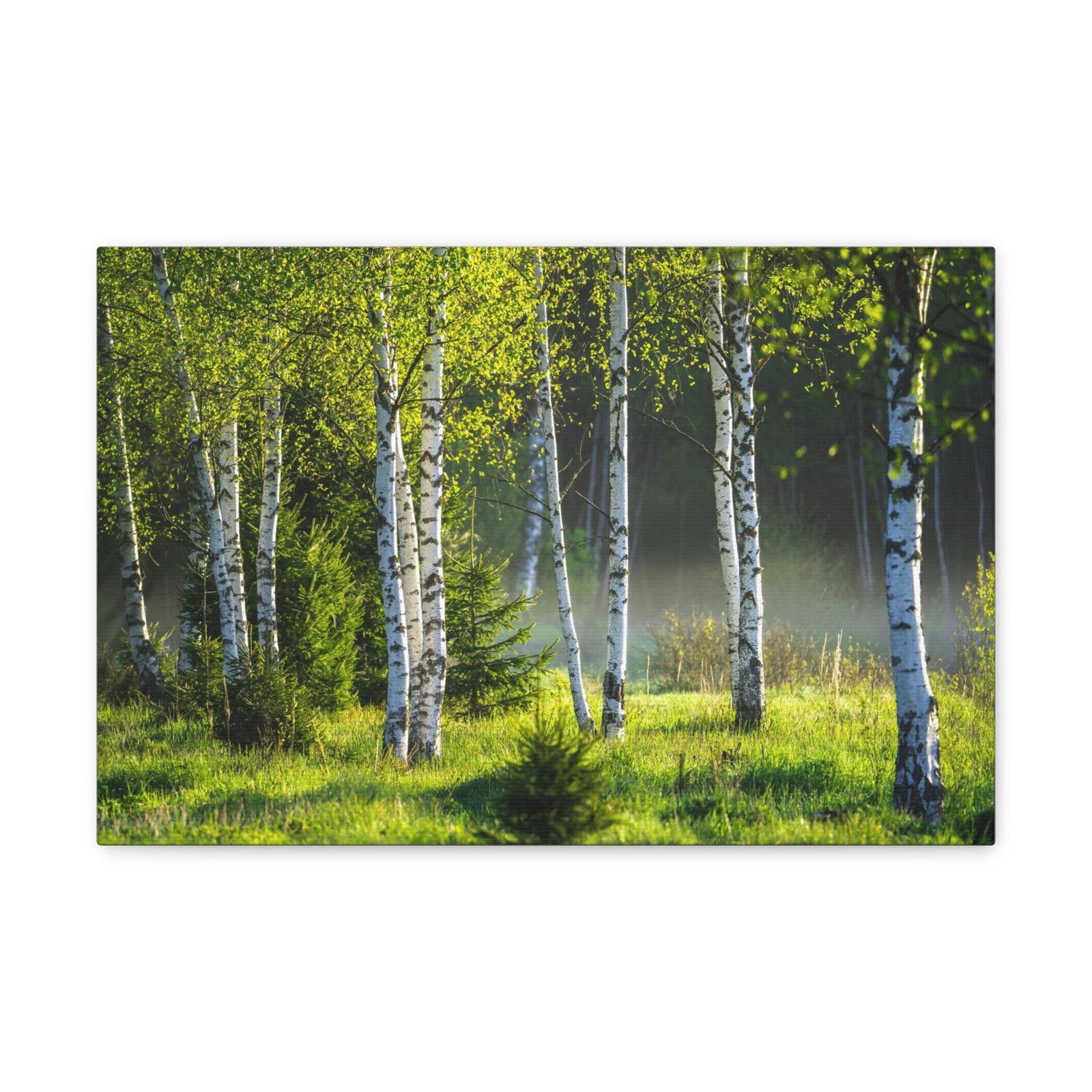 White Birch Trees in Green Forest Nature Wilderness Photography Canvas Wall Art for Home Decor Ready-to-Hang-Express Your Love Gifts