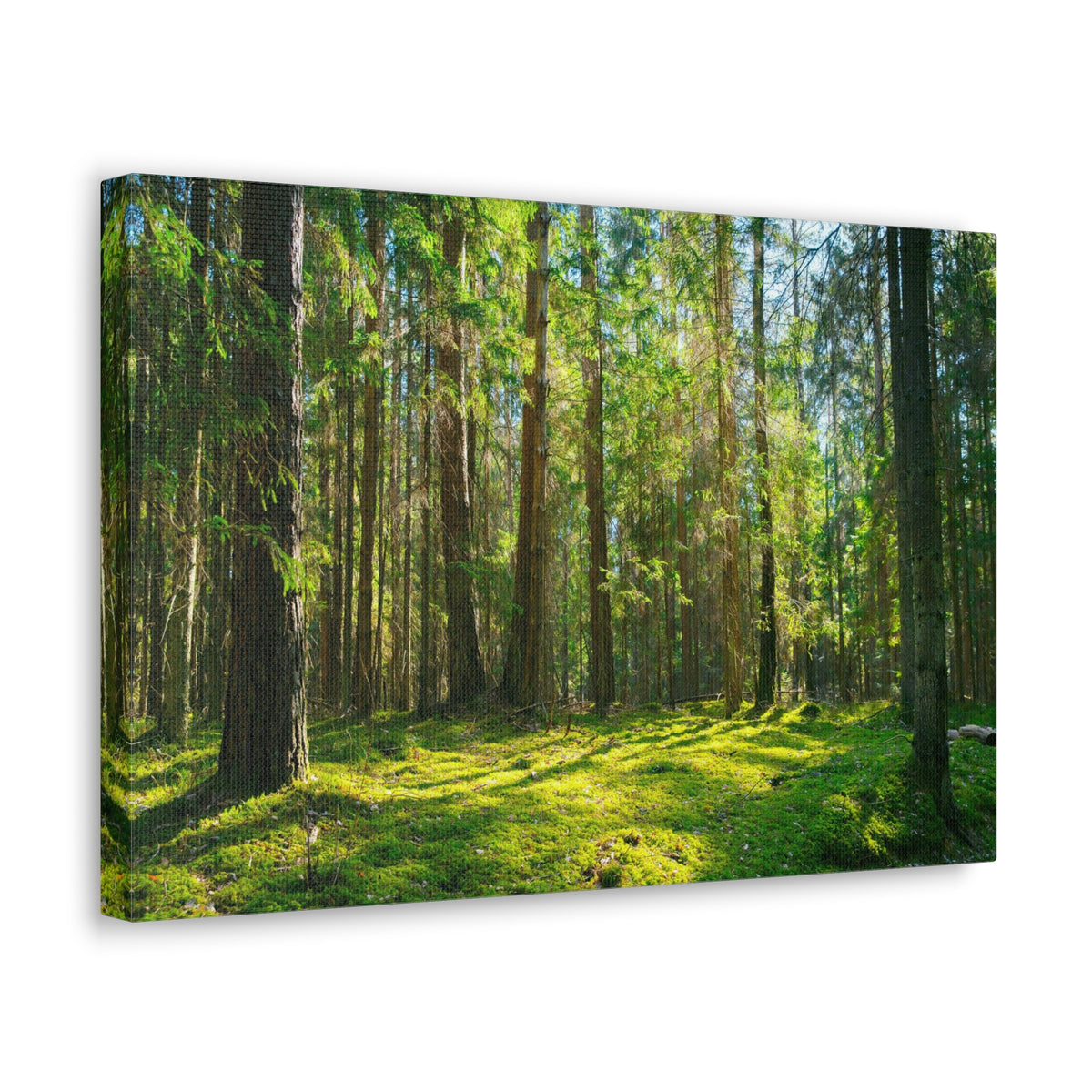 Sunlight Green Forest Tree Nature Wilderness Photography Canvas Wall Art for Home Decor Ready-to-Hang-Express Your Love Gifts