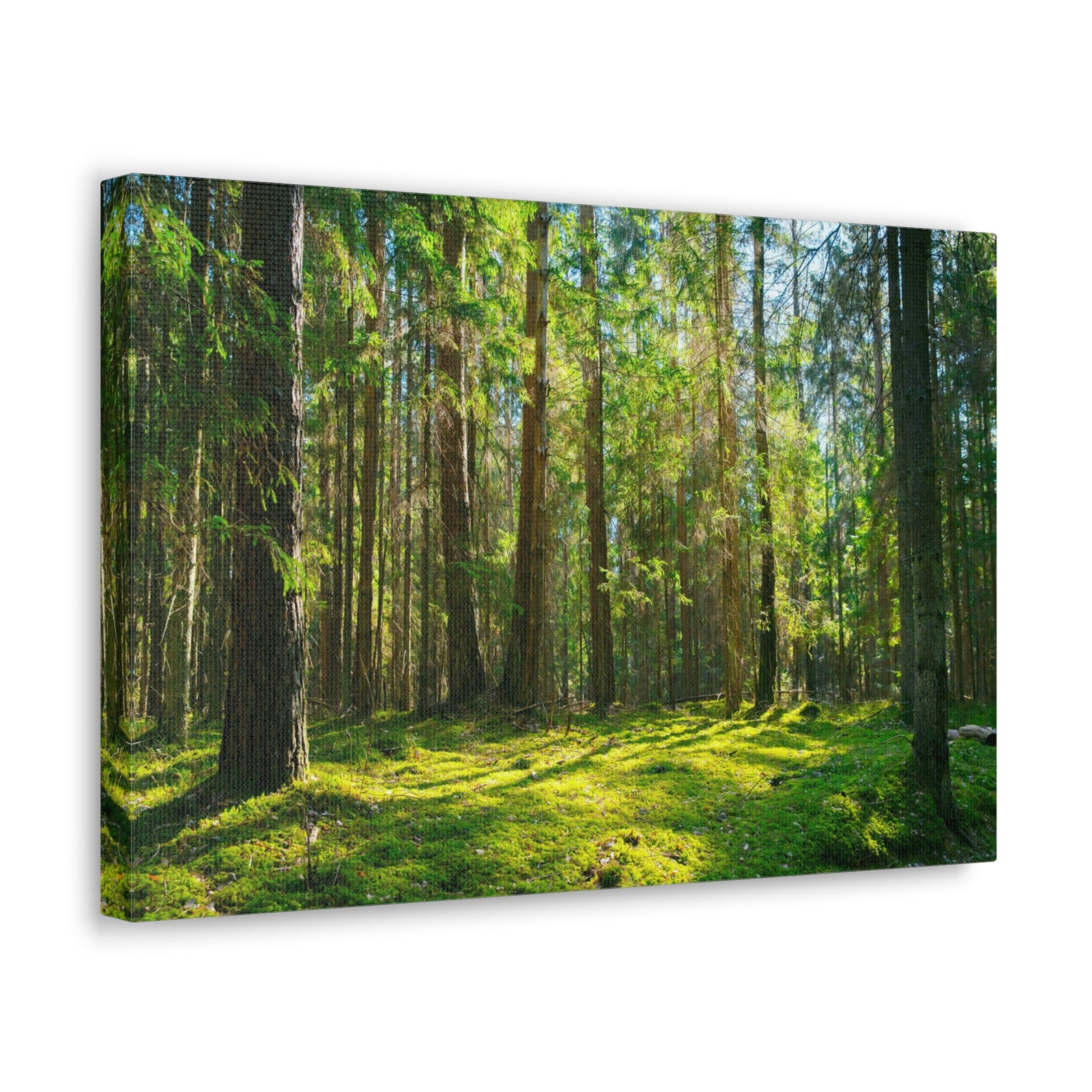 Sunlight Green Forest Tree Nature Wilderness Photography Canvas Wall Art for Home Decor Ready-to-Hang-Express Your Love Gifts