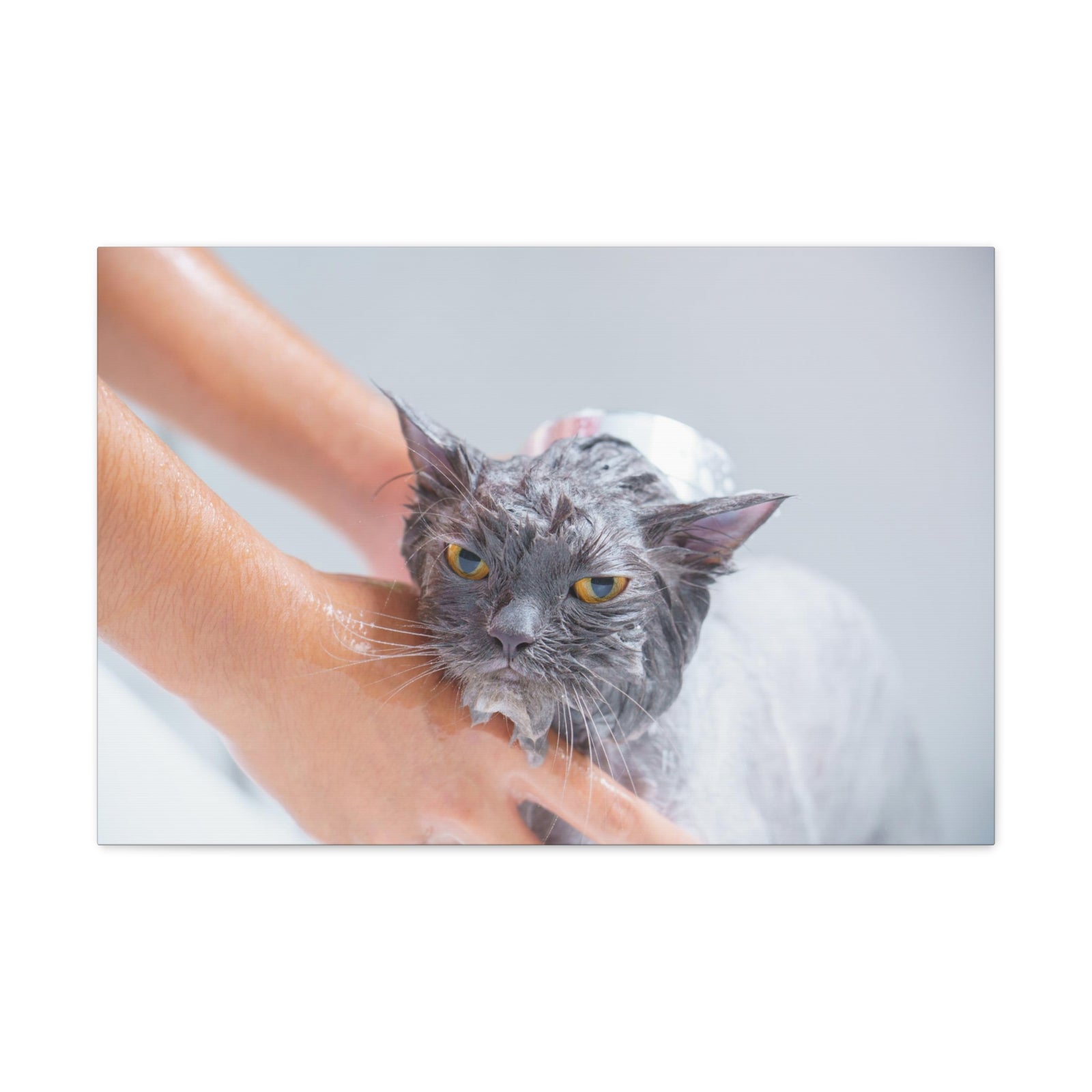 Cute Persian Cat Bath Canvas Wall Art for Home Decor Ready-to-Hang-Express Your Love Gifts