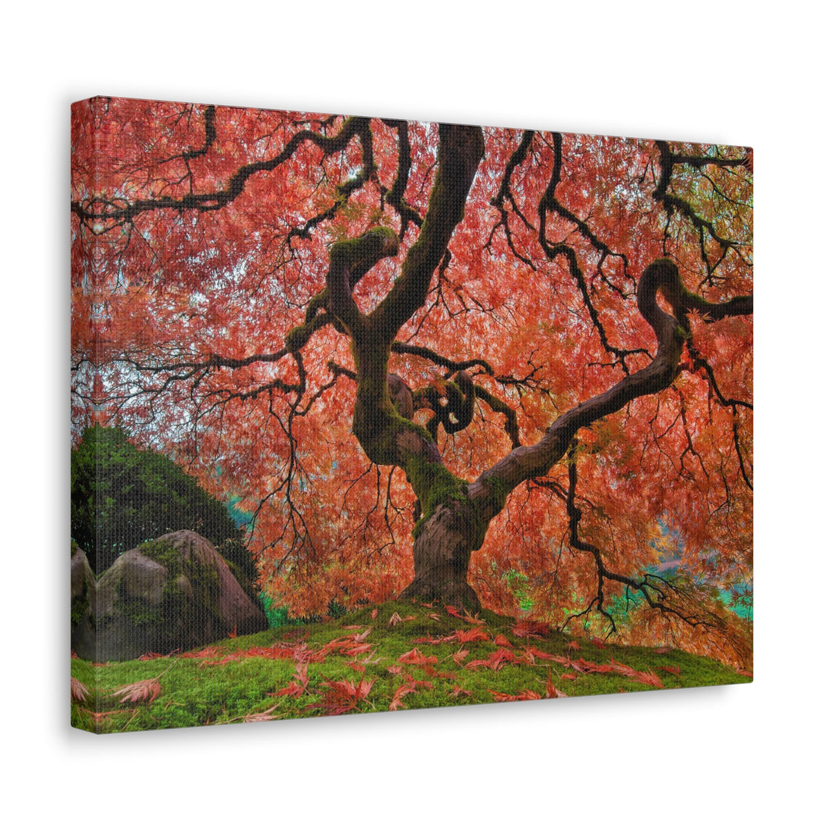 Old Japanese Maple Tree In Japanese Garden Canvas Wall Art for Home Decor Ready-to-Hang-Express Your Love Gifts