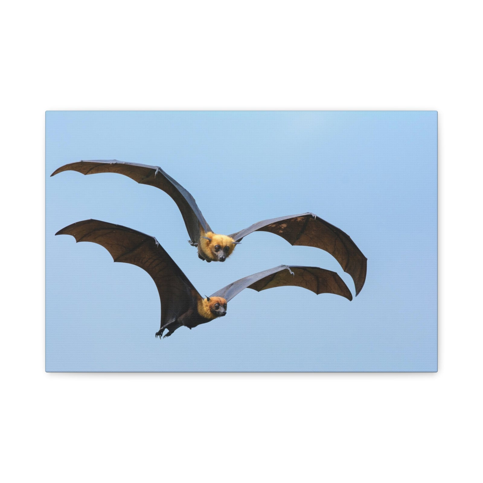 Vampire Bat Couple Vampire Bat Couple Print Animal Wall Art Wildlife Canvas Prints Wall Art Ready to Hang-Express Your Love Gifts