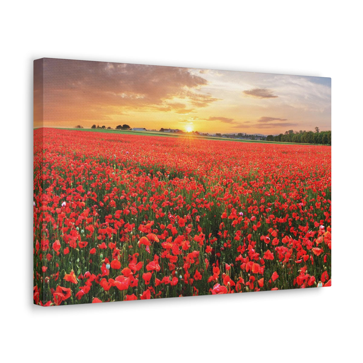 Nice Sunset Over Poppy Field Flower Canvas Wall Art for Home Decor Ready-to-Hang-Express Your Love Gifts