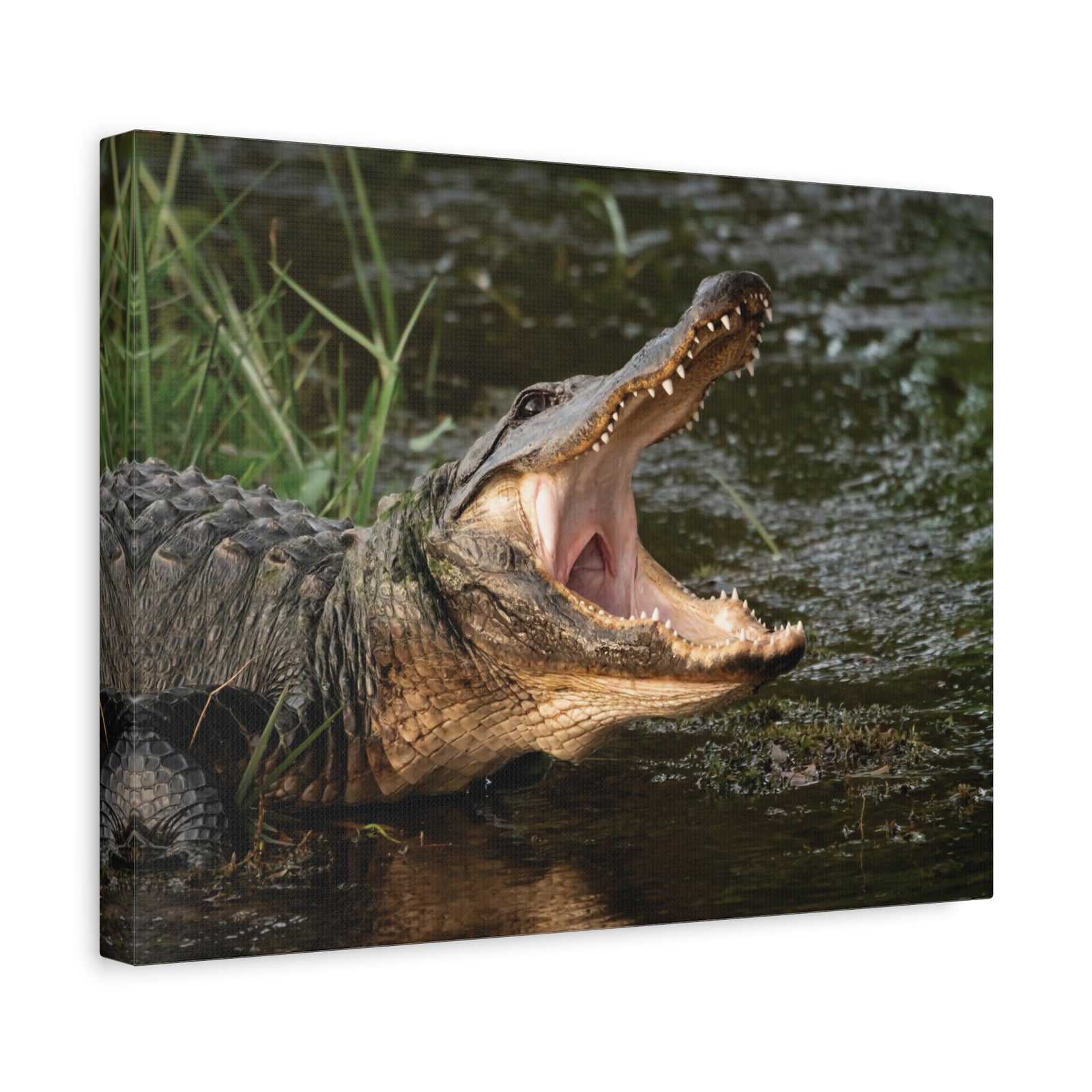 Mouth Wide Open Alligator Scary Alligator Outside Wall Art Ready To Hang-Express Your Love Gifts