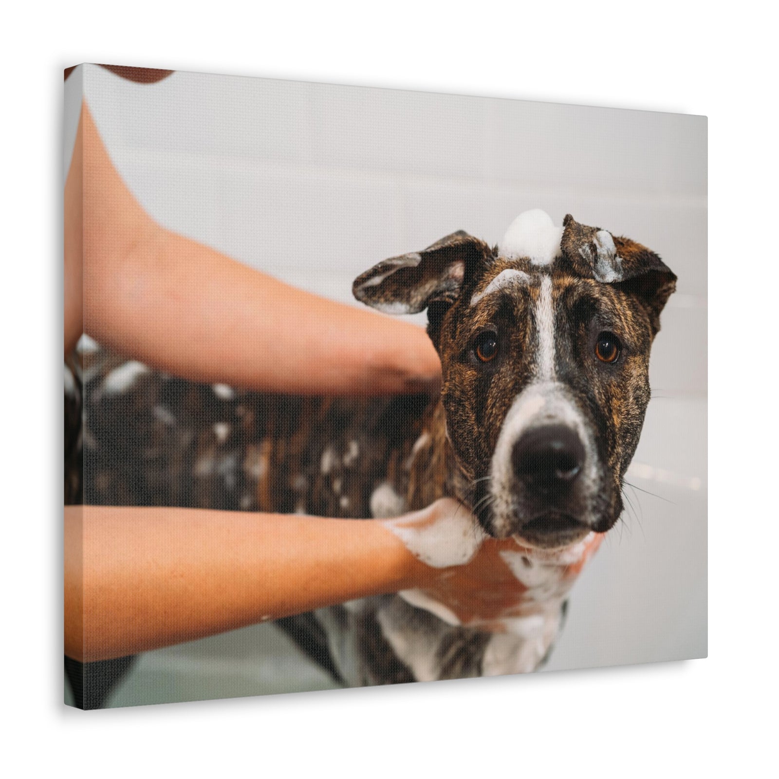 Cute American Staffordshire Terrier Bathee Canvas Wall Art for Home Decor Ready-to-Hang-Express Your Love Gifts