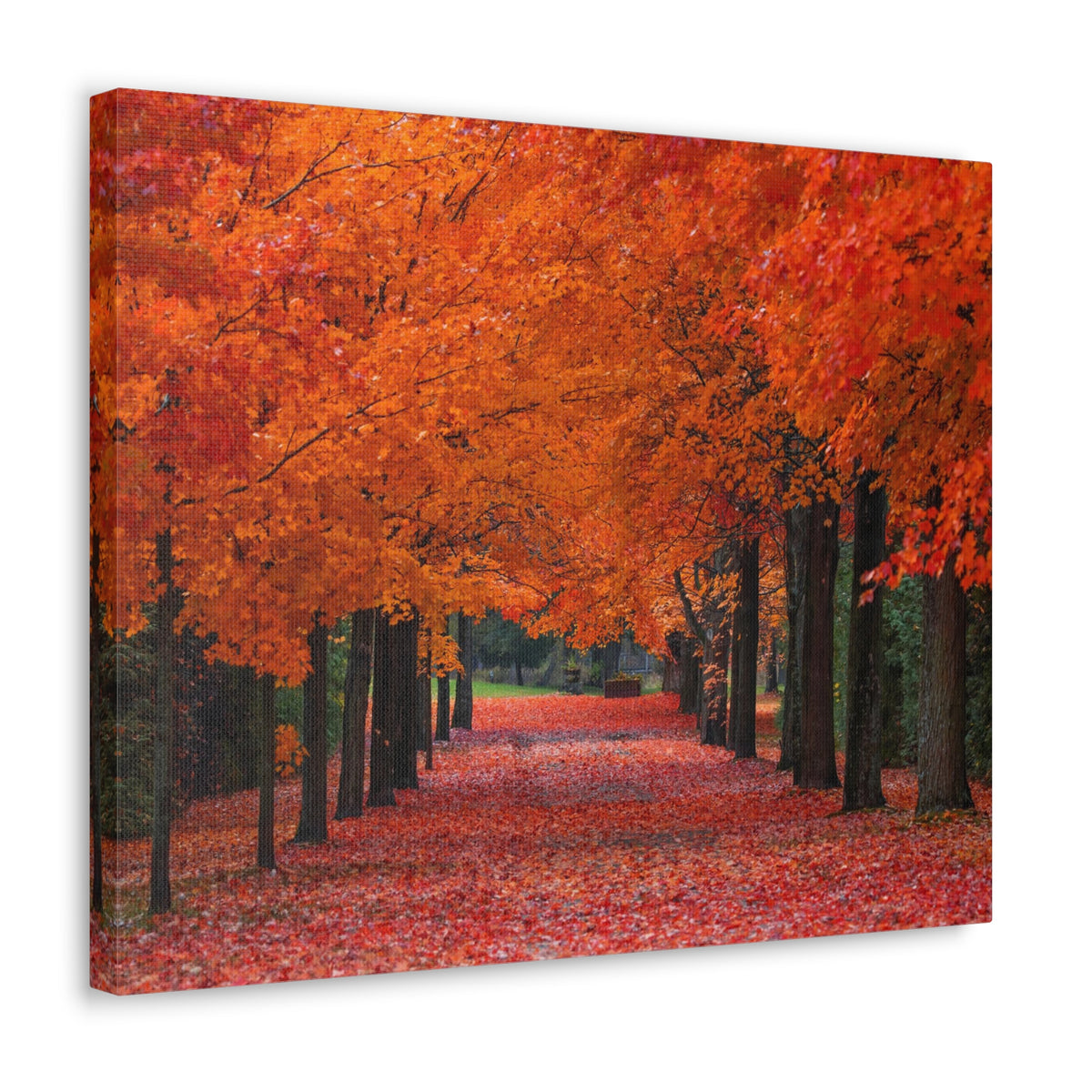 Autumn Forest Orange Leave Tree Trail Nature Wilderness Photography Canvas Wall Art for Home Decor Ready-to-Hang-Express Your Love Gifts