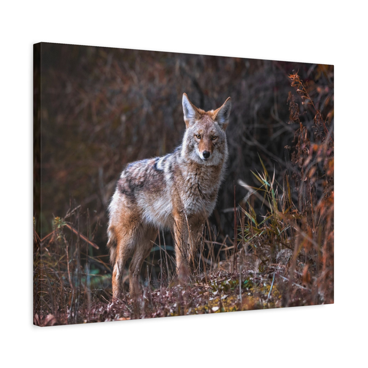 Majestic Coyote Art Majestic Coyote Print Animal Wall Art Wildlife Canvas Prints Wall Art Ready to Hang-Express Your Love Gifts