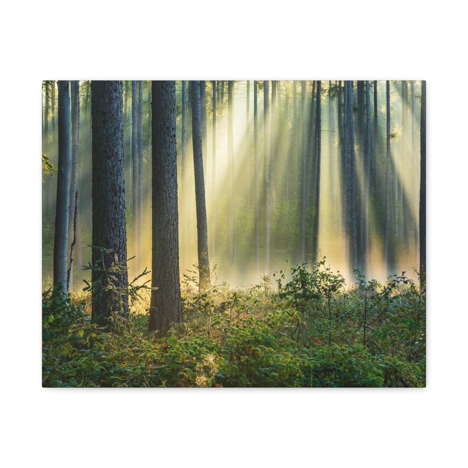Sunrise Green Forest Nature Wilderness Photography Canvas Wall Art for Home Decor Ready-to-Hang-Express Your Love Gifts