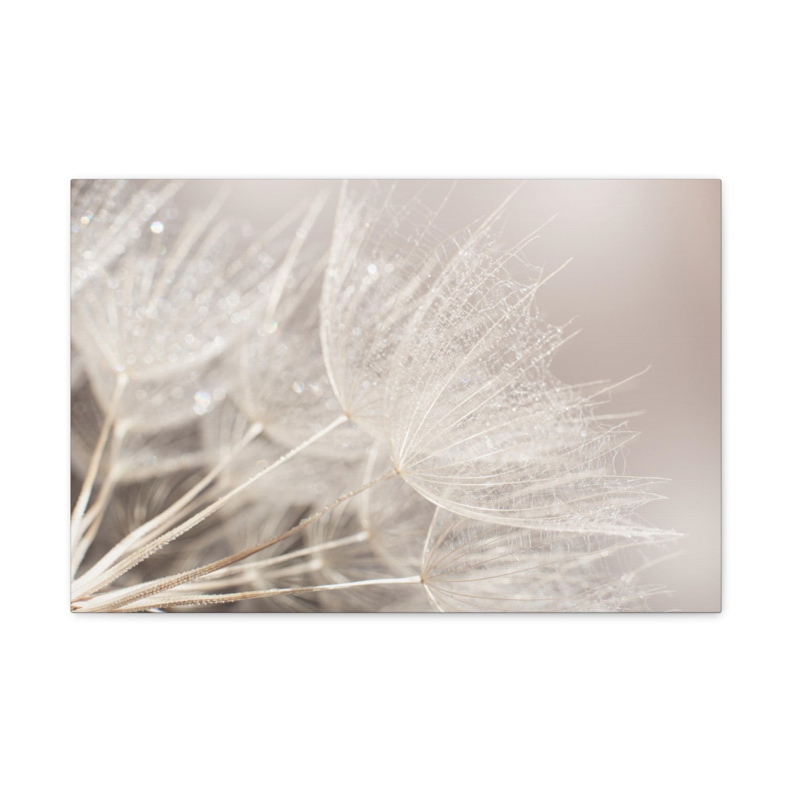 Soft Focus Dandelion At Sunset Seed Macro Closeup Canvas Wall Art for Home Decor Ready-to-Hang-Express Your Love Gifts