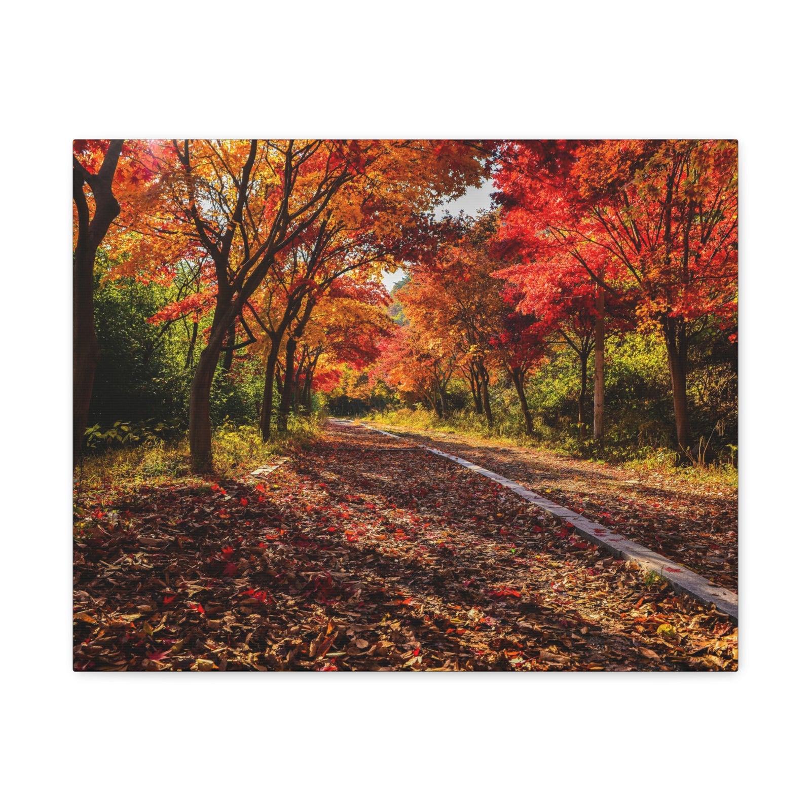 Orange Tree Path Autumn Park Nature Wilderness Photography Canvas Wall Art for Home Decor Ready-to-Hang-Express Your Love Gifts