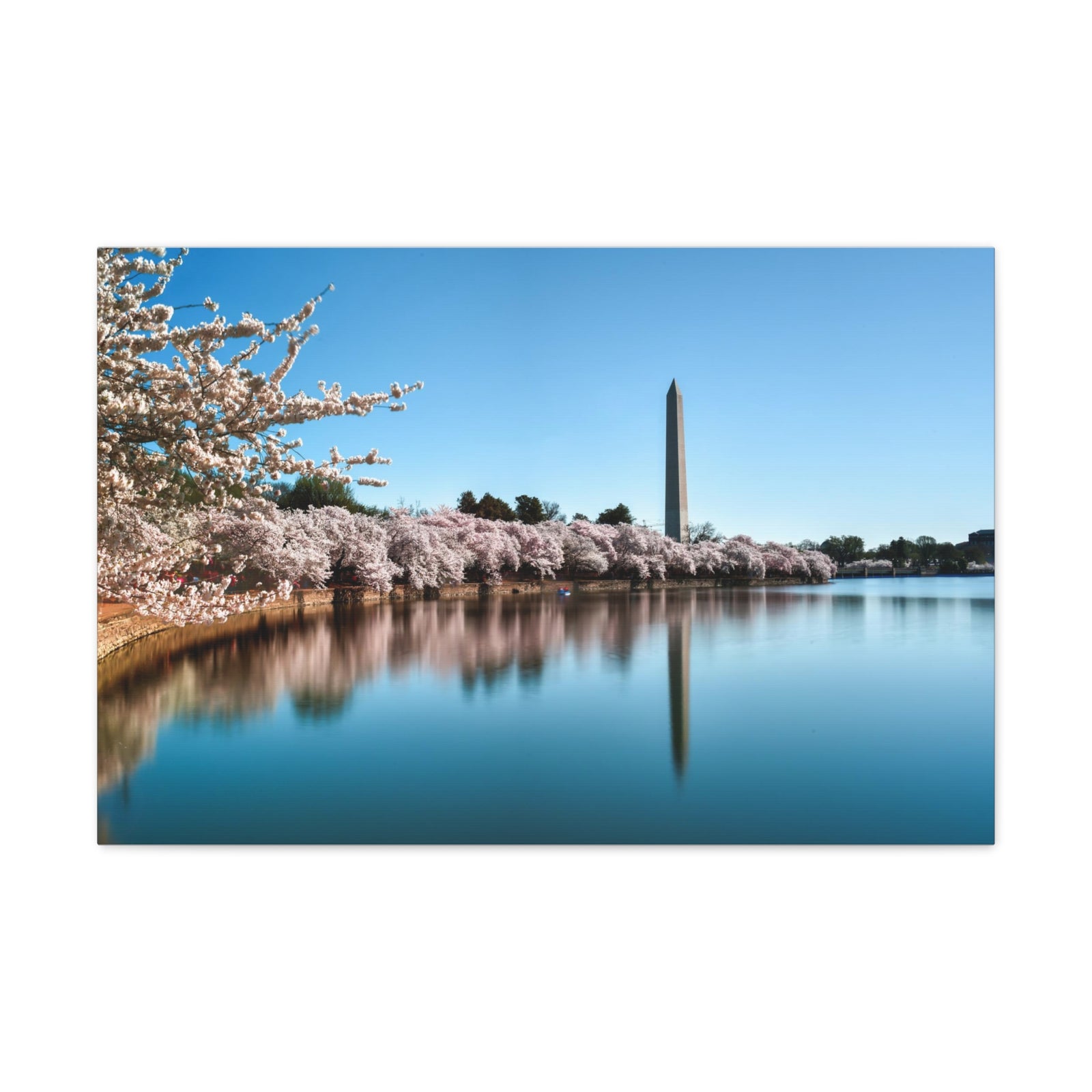 Cherry Blossom Festival at The National Mall Washington Modern Multicolor Scenic Nature Photography Canvas Home Office Decor Ready to Hang-Express Your Love Gifts