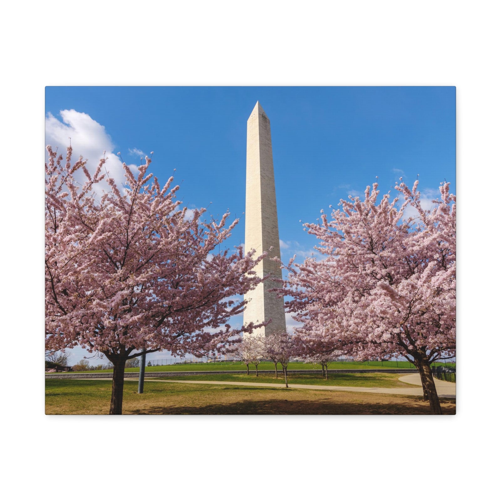Mall Washington Blossom Festival Nature Wilderness Photography Canvas Wall Art for Home Decor Ready-to-Hang-Express Your Love Gifts