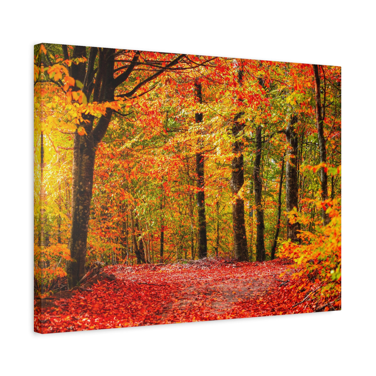 Autumn Forest Orange Leave Tree Nature Wilderness Photography Canvas Wall Art for Home Decor Ready-to-Hang-Express Your Love Gifts