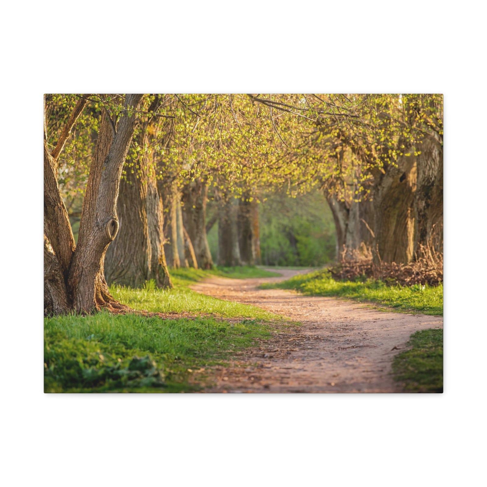 Tree Green Path Forest Nature Wilderness Photography Canvas Wall Art for Home Decor Ready-to-Hang-Express Your Love Gifts