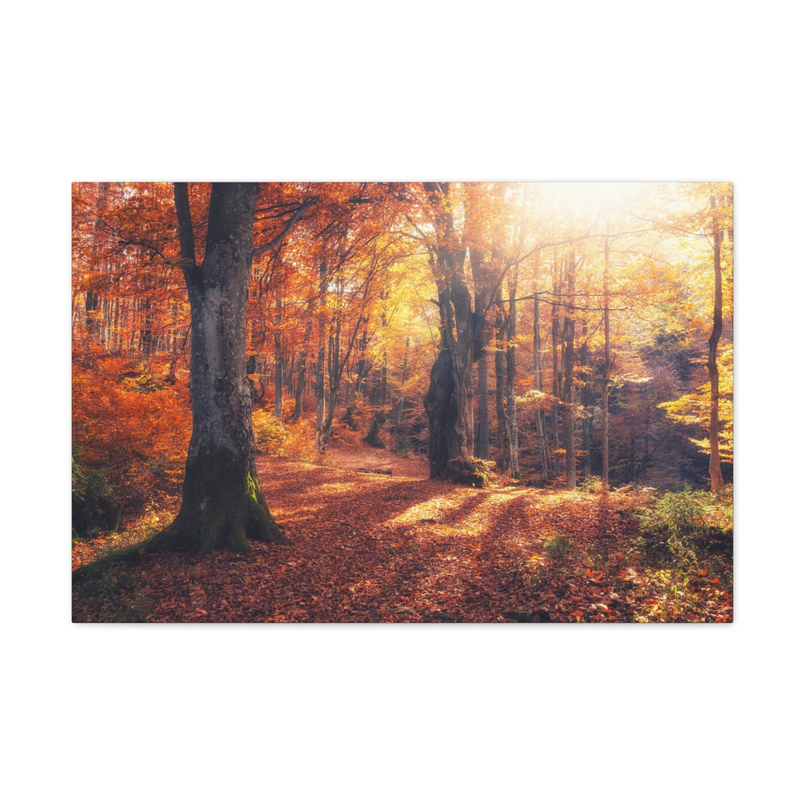 Orange Tree Sunlight Autumn Forest Nature Wilderness Photography Canvas Wall Art for Home Decor Ready-to-Hang-Express Your Love Gifts