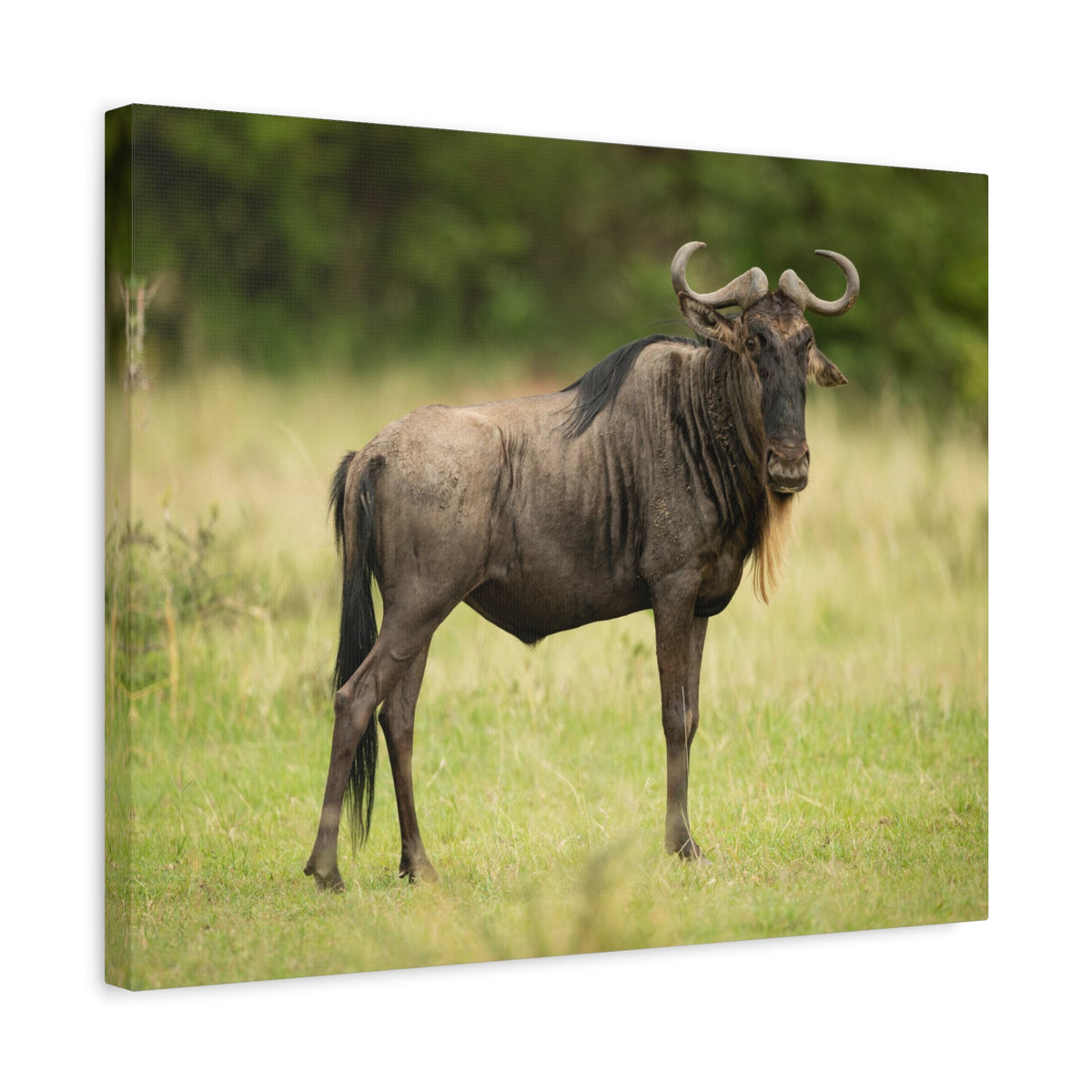 Funny Wildebeest Silly Wildebeest Scene Outdoor Wall Art Ready to Hang-Express Your Love Gifts