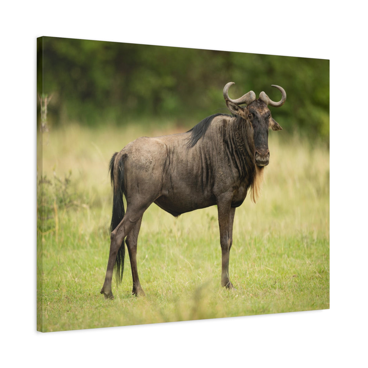 Funny Wildebeest Silly Wildebeest Scene Outdoor Wall Art Ready to Hang-Express Your Love Gifts