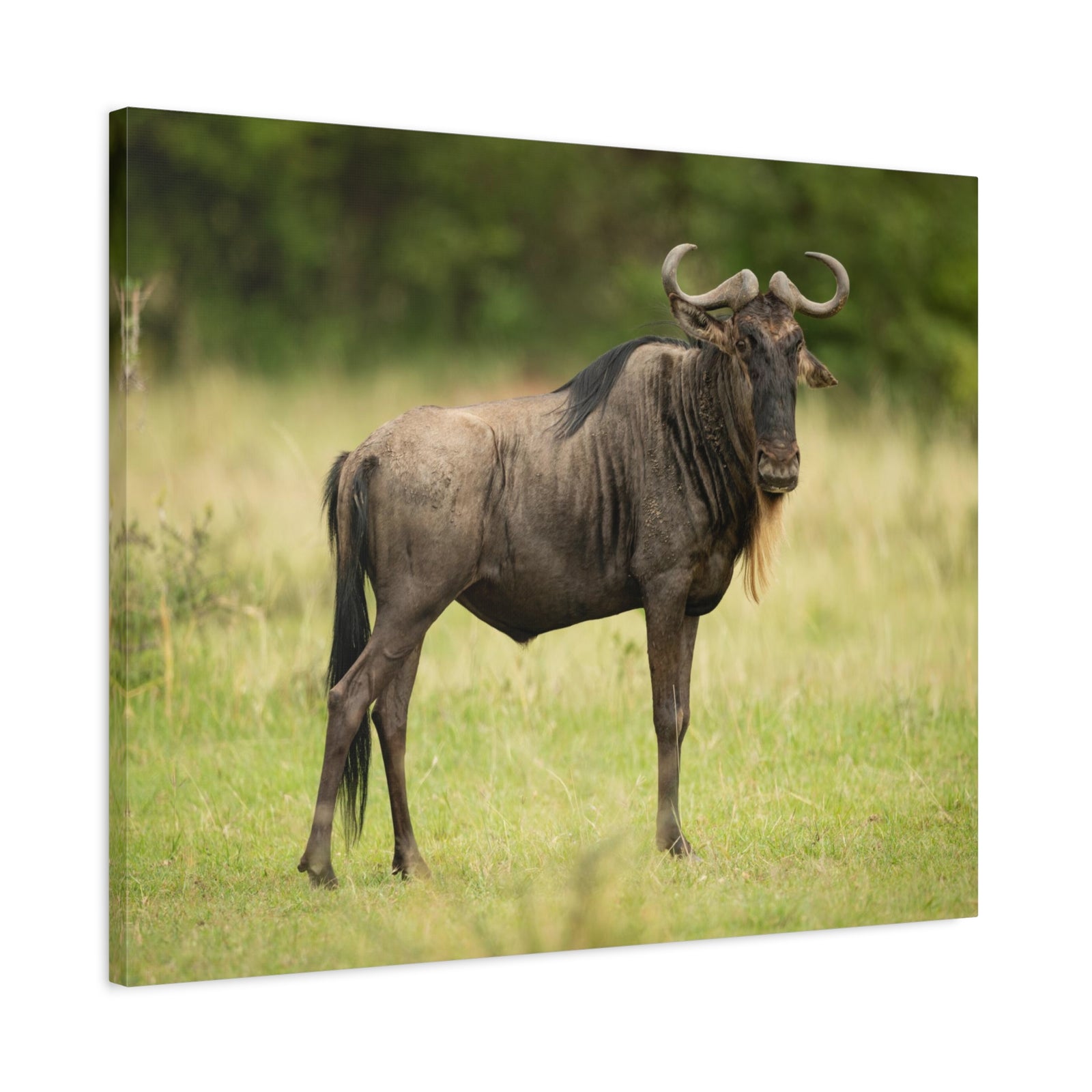 Funny Wildebeest Silly Wildebeest Scene Outdoor Wall Art Ready to Hang-Express Your Love Gifts