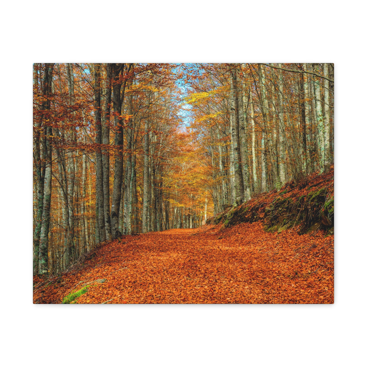 Path Through Red & Orange Autumn Park Nature Wilderness Photography Canvas Wall Art for Home Decor Ready-to-Hang-Express Your Love Gifts