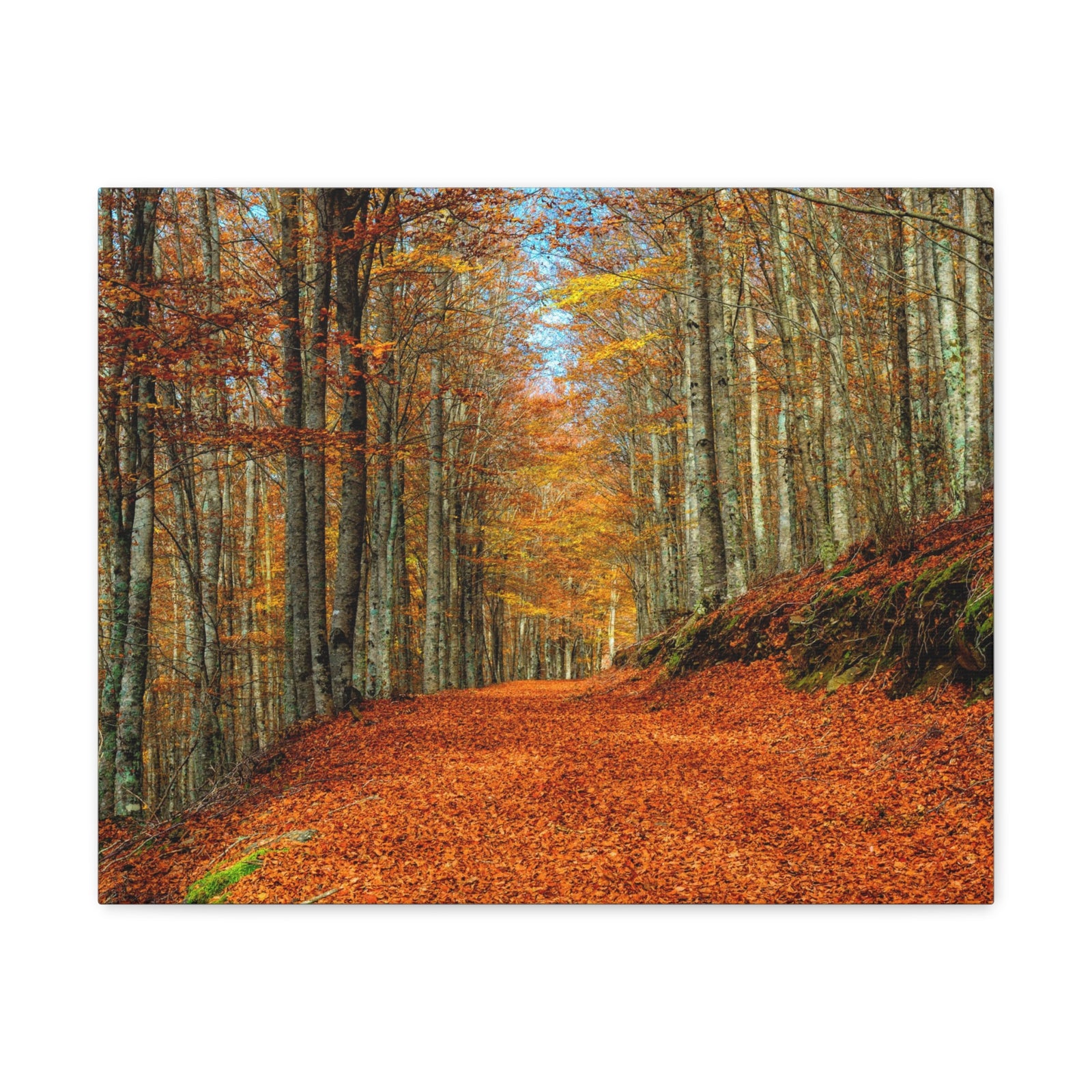 Path Through Red & Orange Autumn Park Nature Wilderness Photography Canvas Wall Art for Home Decor Ready-to-Hang-Express Your Love Gifts