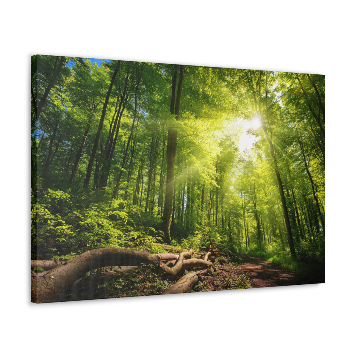 Sunlight Forest Green Nature Wilderness Photography Canvas Wall Art for Home Decor Ready-to-Hang-Express Your Love Gifts