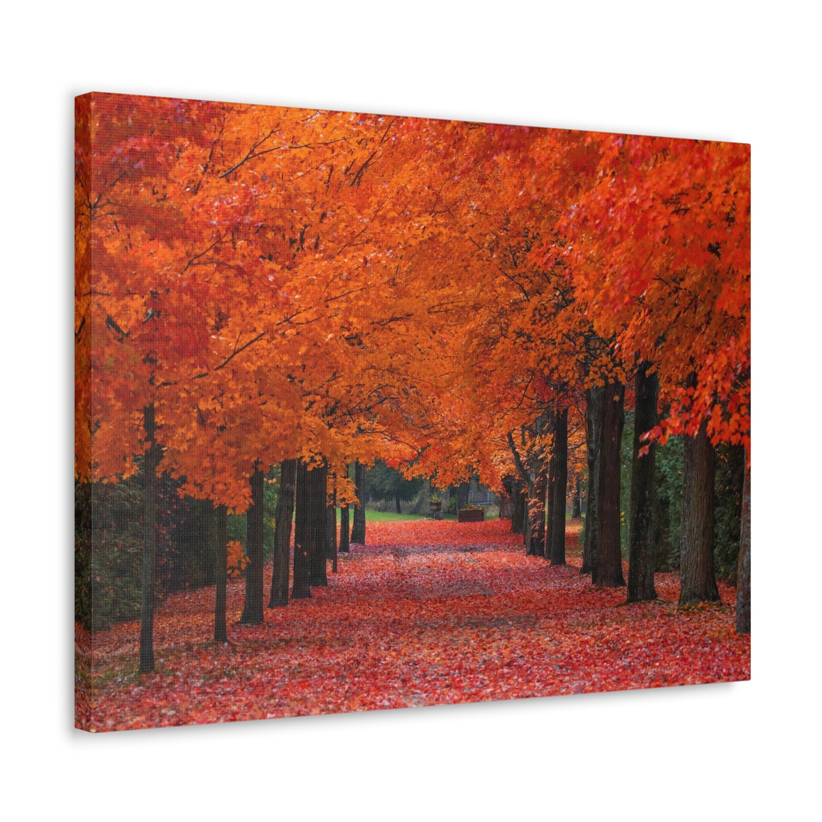 Autumn Forest Orange Leave Tree Trail Nature Wilderness Photography Canvas Wall Art for Home Decor Ready-to-Hang-Express Your Love Gifts