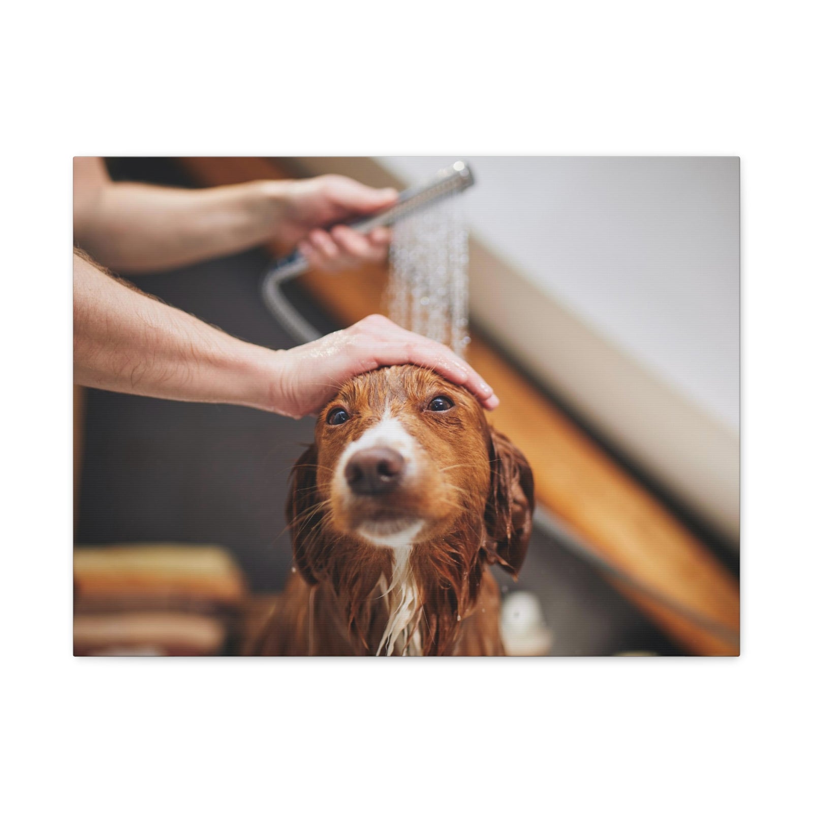 Cute Tolling Retriever Bath Canvas Wall Art for Home Decor Ready-to-Hang-Express Your Love Gifts