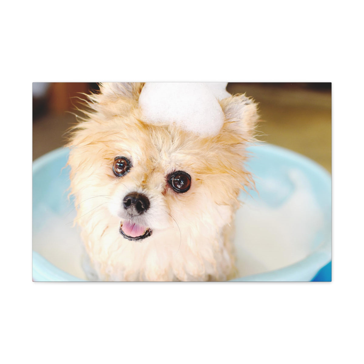 Cute Pomeranian Bathee Canvas Wall Art for Home Decor Ready-to-Hang-Express Your Love Gifts