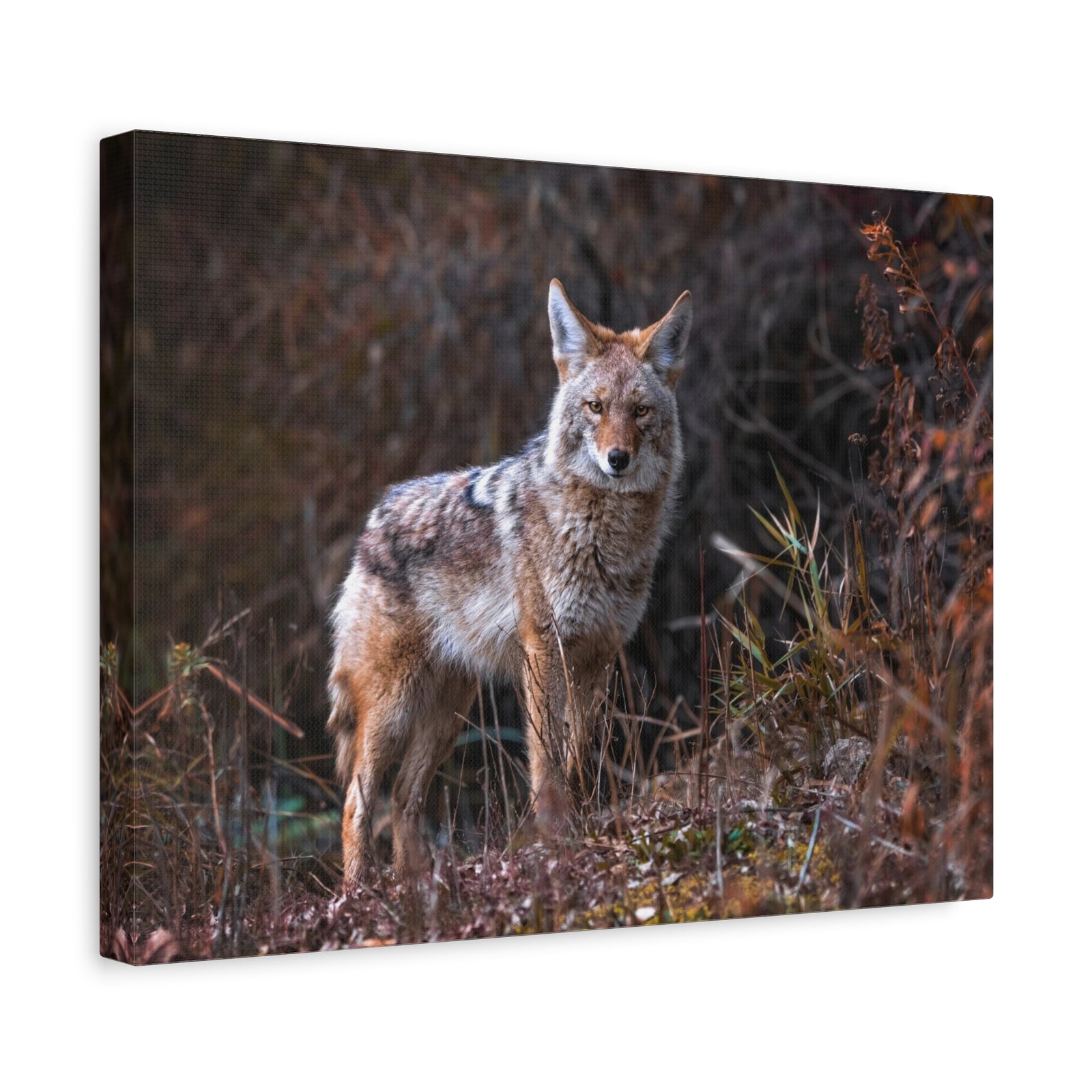 Majestic Coyote Art Majestic Coyote Print Animal Wall Art Wildlife Canvas Prints Wall Art Ready to Hang-Express Your Love Gifts