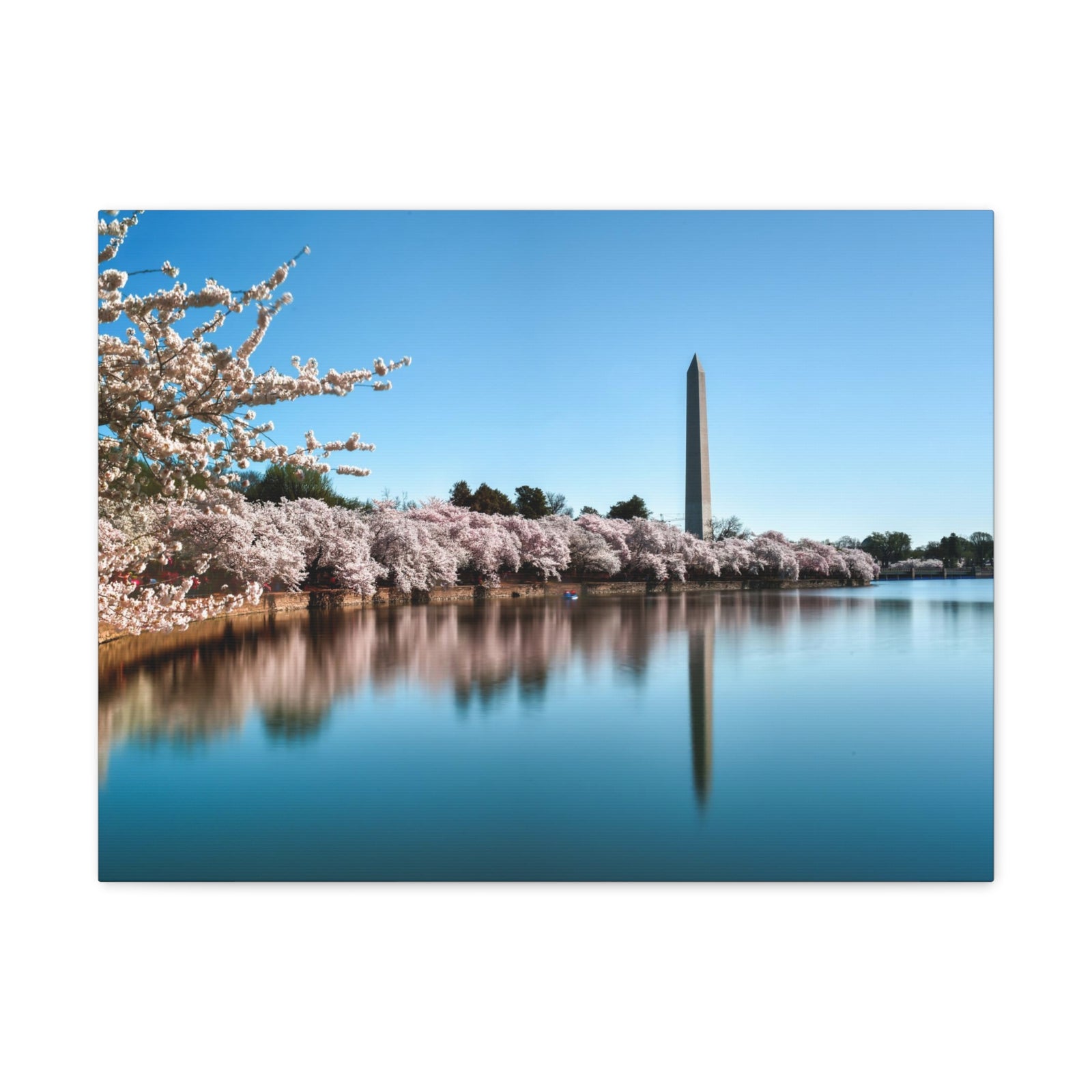 Cherry Blossom Festival at The National Mall Washington Modern Multicolor Scenic Nature Photography Canvas Home Office Decor Ready to Hang-Express Your Love Gifts