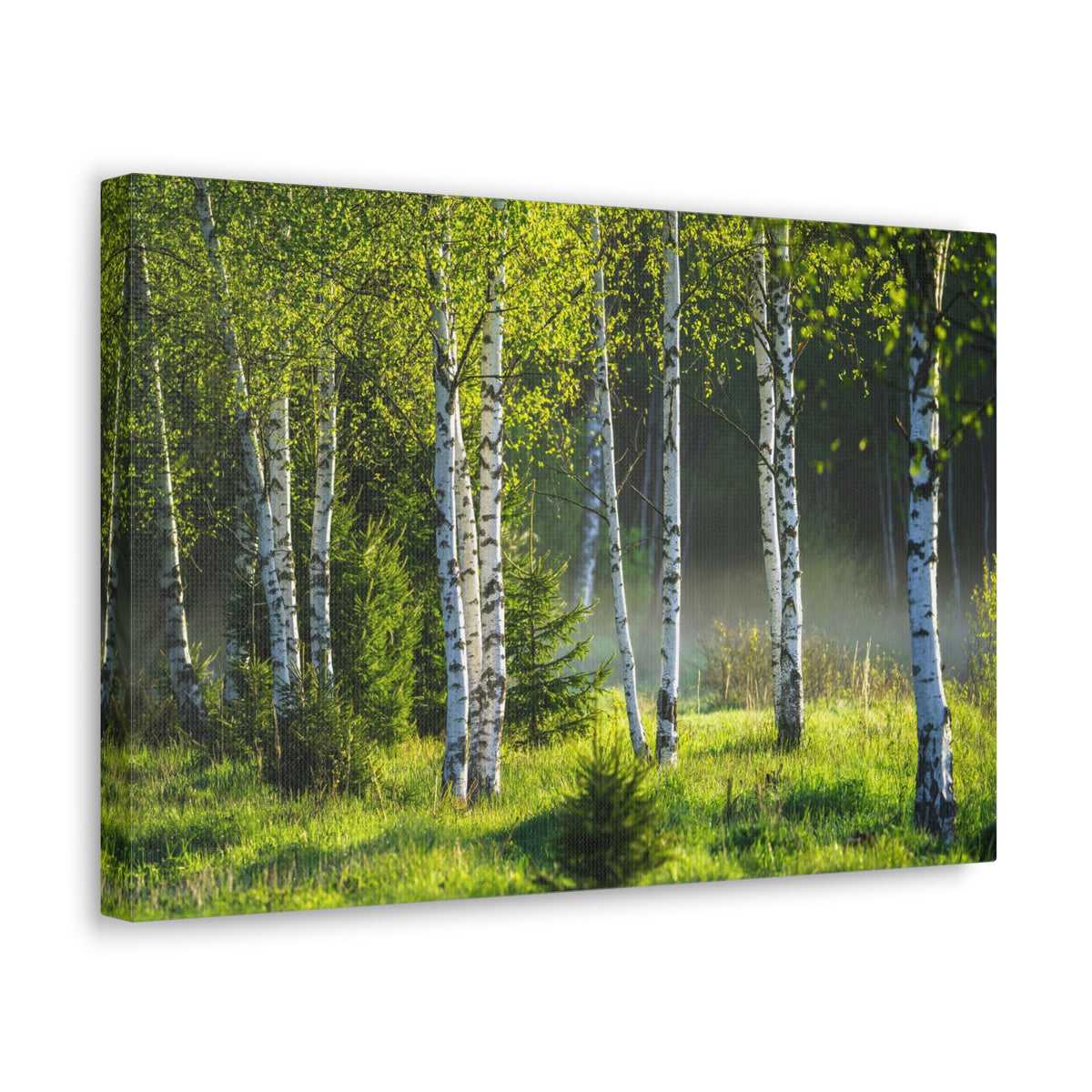 White Birch Trees in Green Forest Nature Wilderness Photography Canvas Wall Art for Home Decor Ready-to-Hang-Express Your Love Gifts