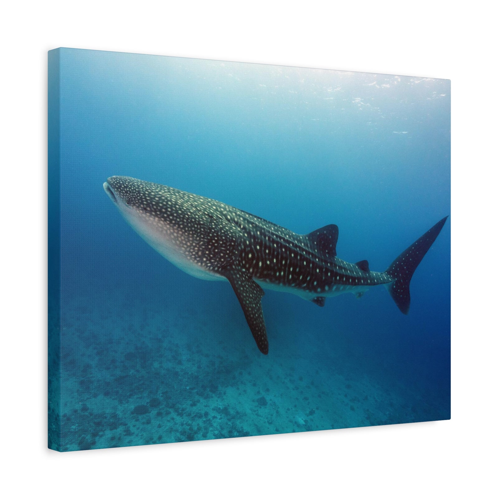 Majestic Whale Shark Art Majestic Whale Shark Print Animal Wall Art Wildlife Canvas Prints Wall Art Ready to Hang-Express Your Love Gifts
