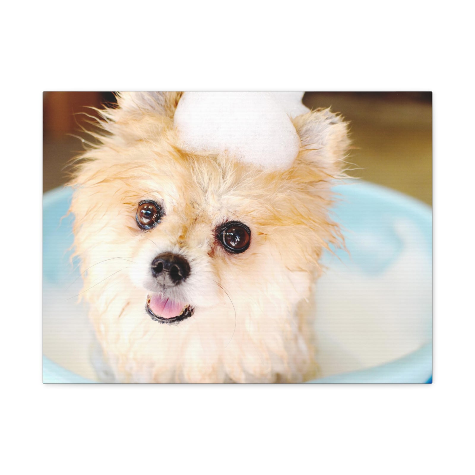 Cute Pomeranian Bathee Canvas Wall Art for Home Decor Ready-to-Hang-Express Your Love Gifts