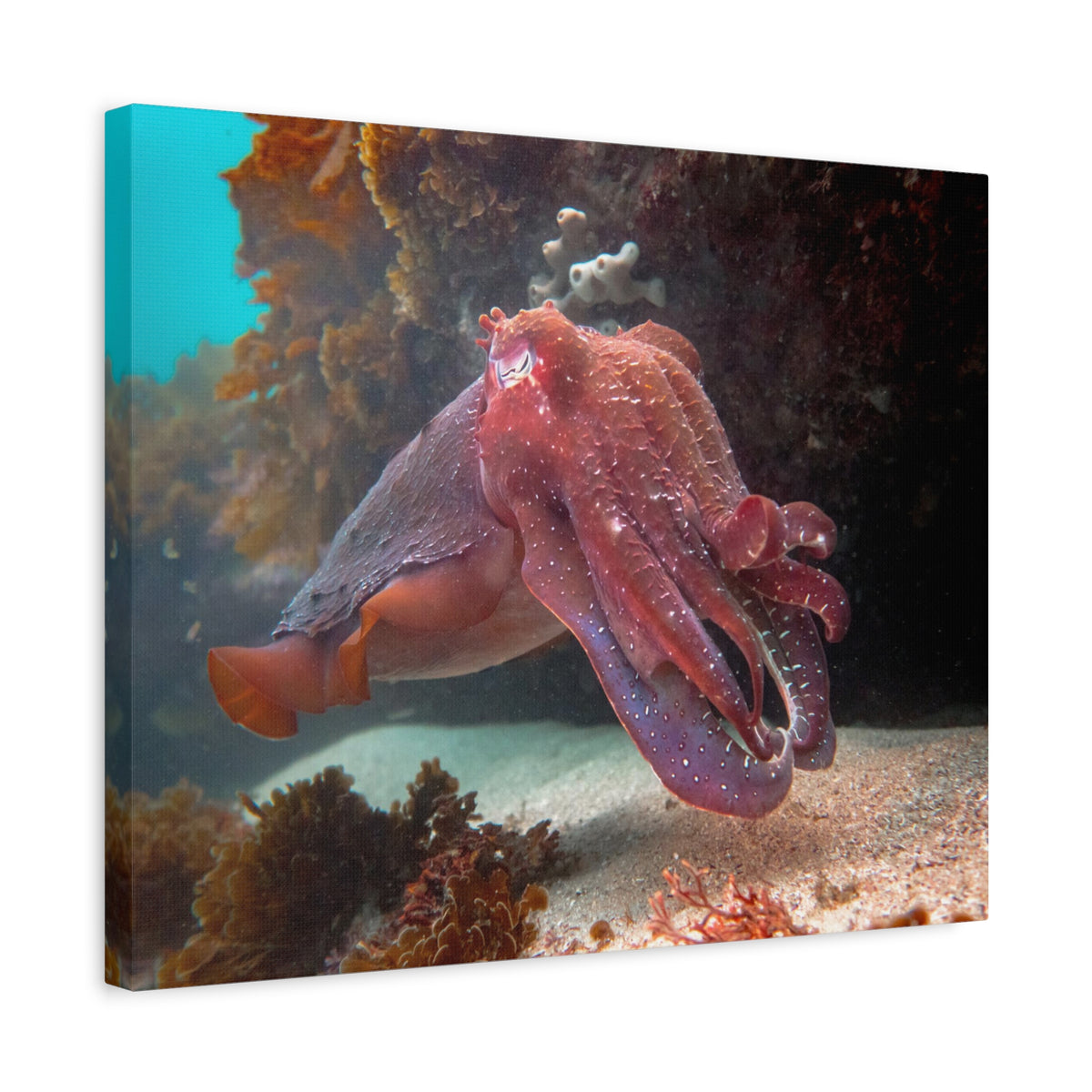 Majestic Giant Cuttlefish Floating in the Ocean Print Animal Wall Art Wildlife Canvas Prints Wall Art Ready to Hang-Express Your Love Gifts