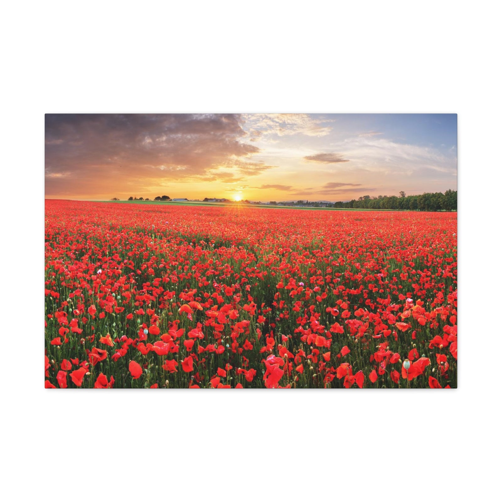 Nice Sunset Over Poppy Field Flower Canvas Wall Art for Home Decor Ready-to-Hang-Express Your Love Gifts