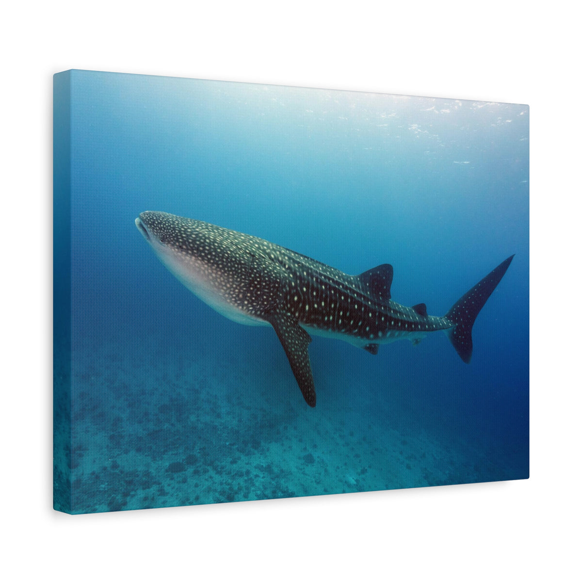 Majestic Whale Shark Art Majestic Whale Shark Print Animal Wall Art Wildlife Canvas Prints Wall Art Ready to Hang-Express Your Love Gifts