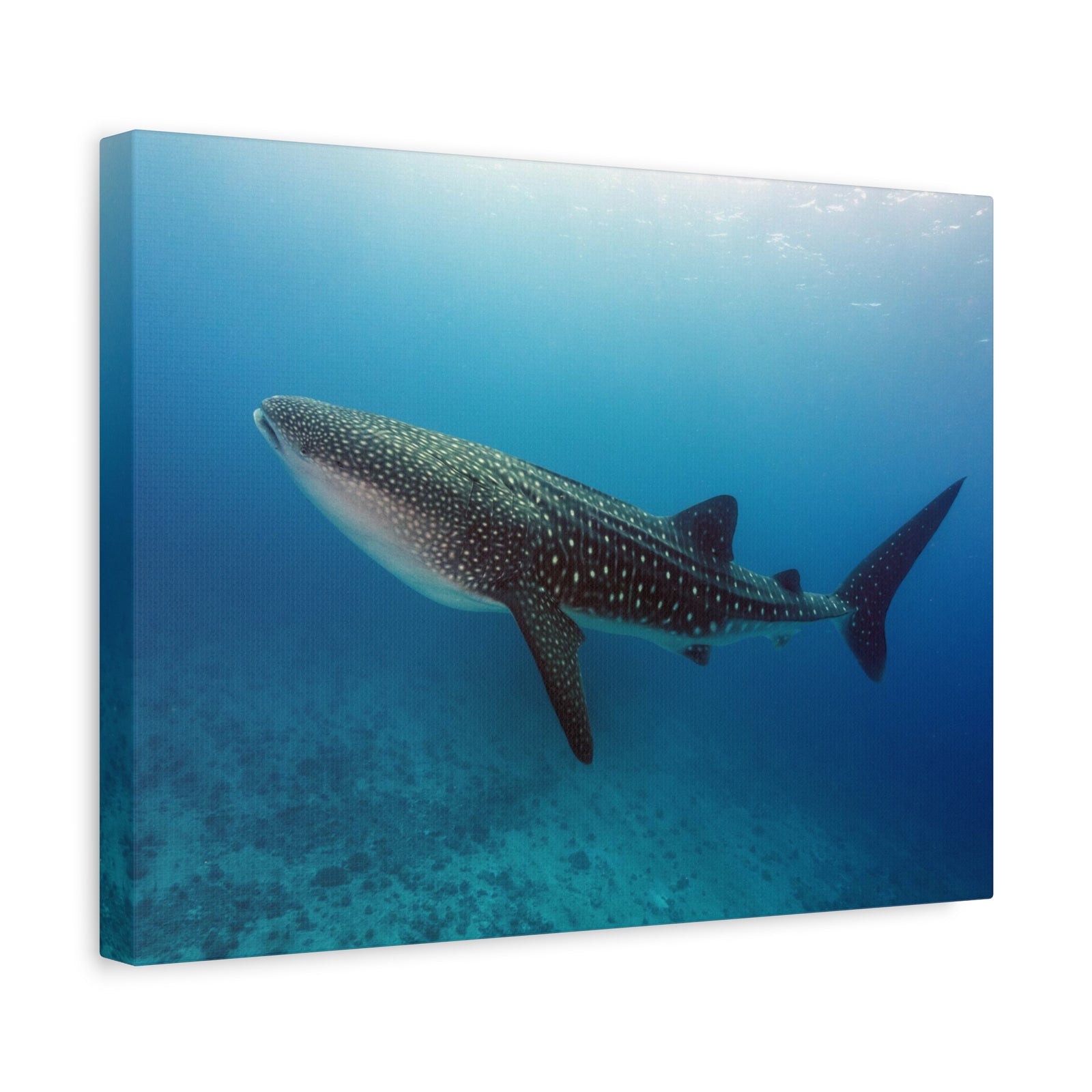 Majestic Whale Shark Art Majestic Whale Shark Print Animal Wall Art Wildlife Canvas Prints Wall Art Ready to Hang-Express Your Love Gifts