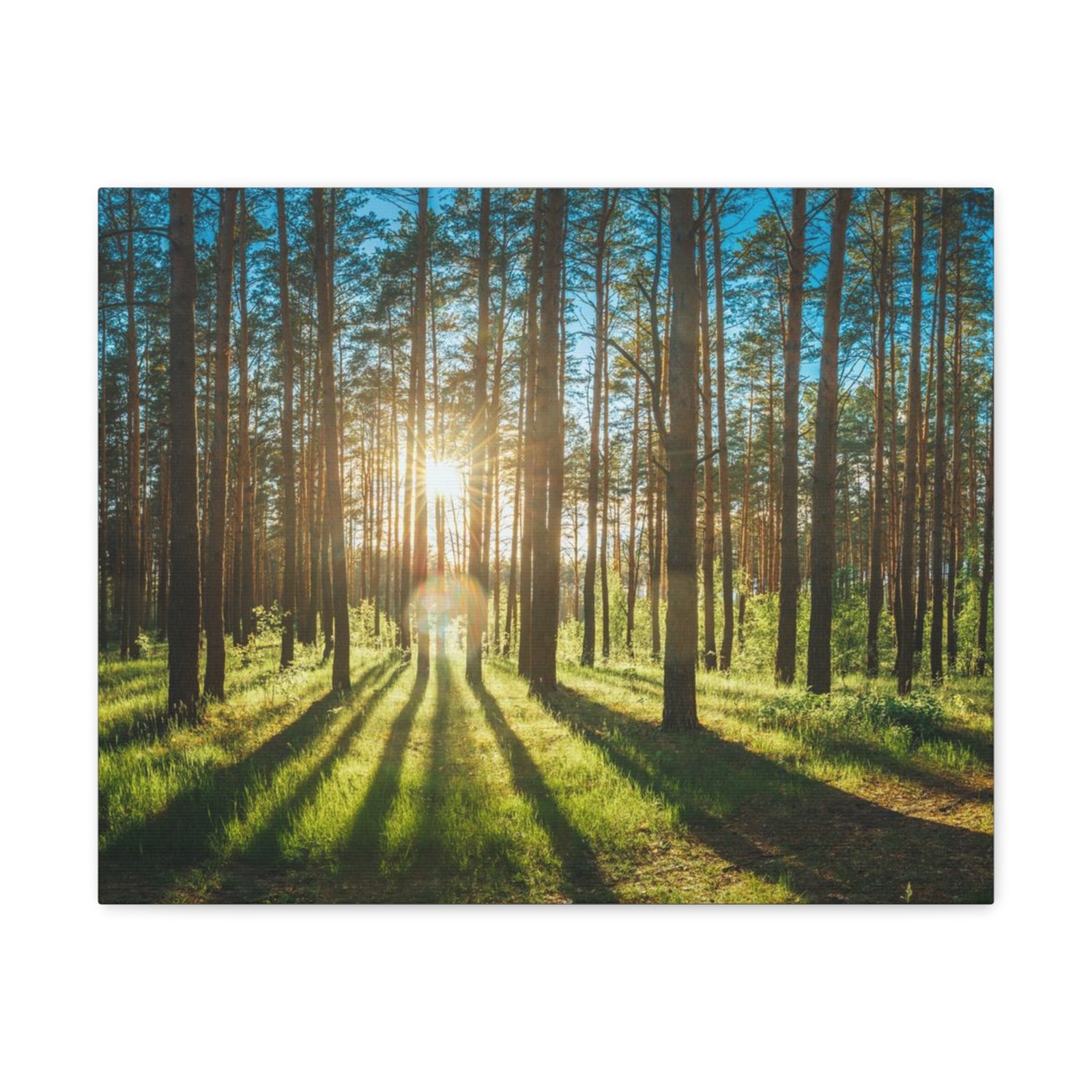 Forest Green Sunrise Nature Wilderness Photography Canvas Wall Art for Home Decor Ready-to-Hang-Express Your Love Gifts