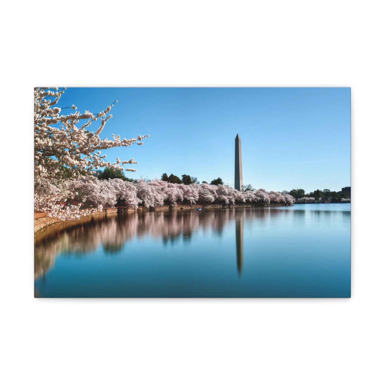 Cherry Blossom Festival at The National Mall Washington Modern Multicolor Scenic Nature Photography Canvas Home Office Decor Ready to Hang-Express Your Love Gifts