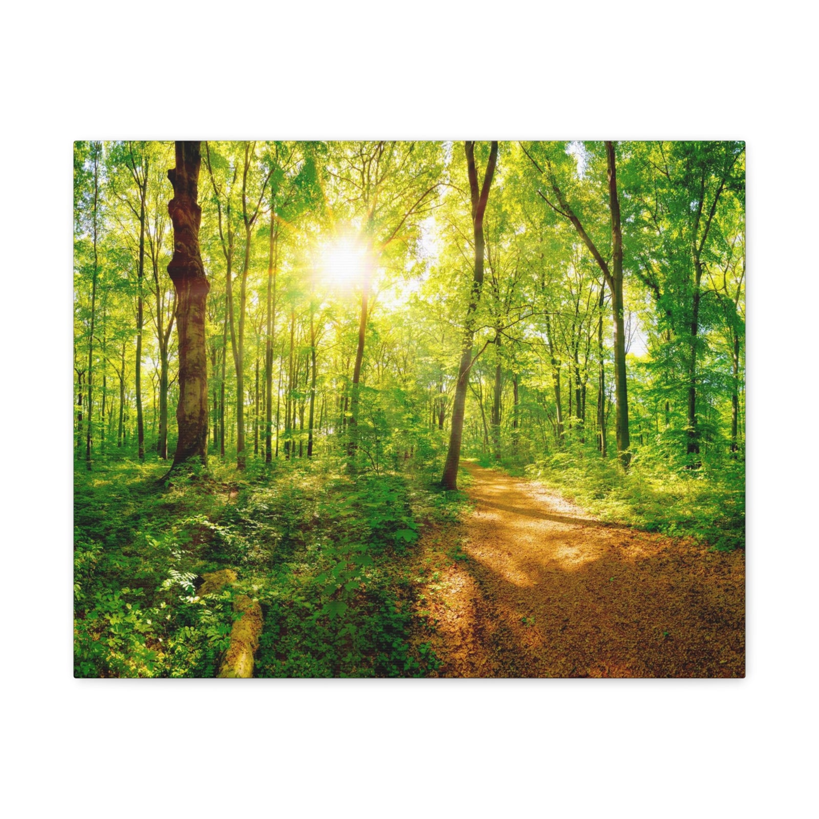 Green Forest Sunlight Nature Wilderness Photography Canvas Wall Art for Home Decor Ready-to-Hang-Express Your Love Gifts