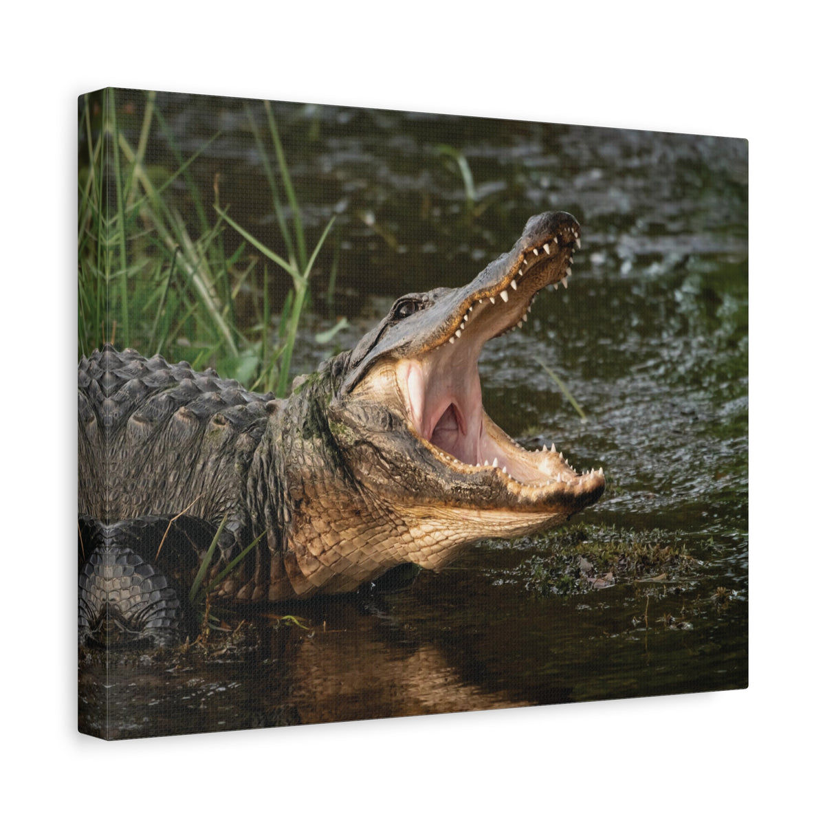 Mouth Wide Open Alligator Scary Alligator Outside Wall Art Ready To Hang-Express Your Love Gifts
