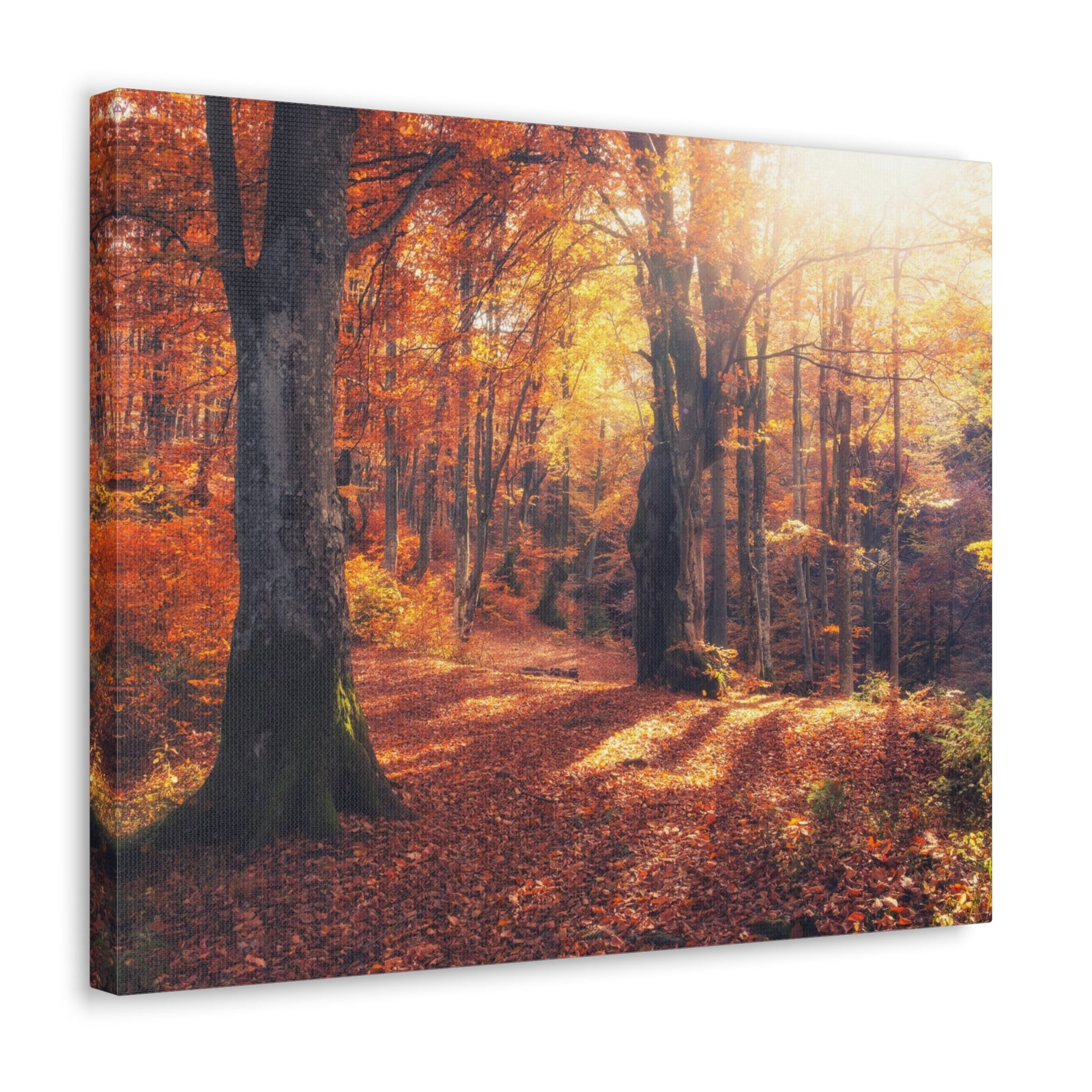 Orange Tree Sunlight Autumn Forest Nature Wilderness Photography Canvas Wall Art for Home Decor Ready-to-Hang-Express Your Love Gifts