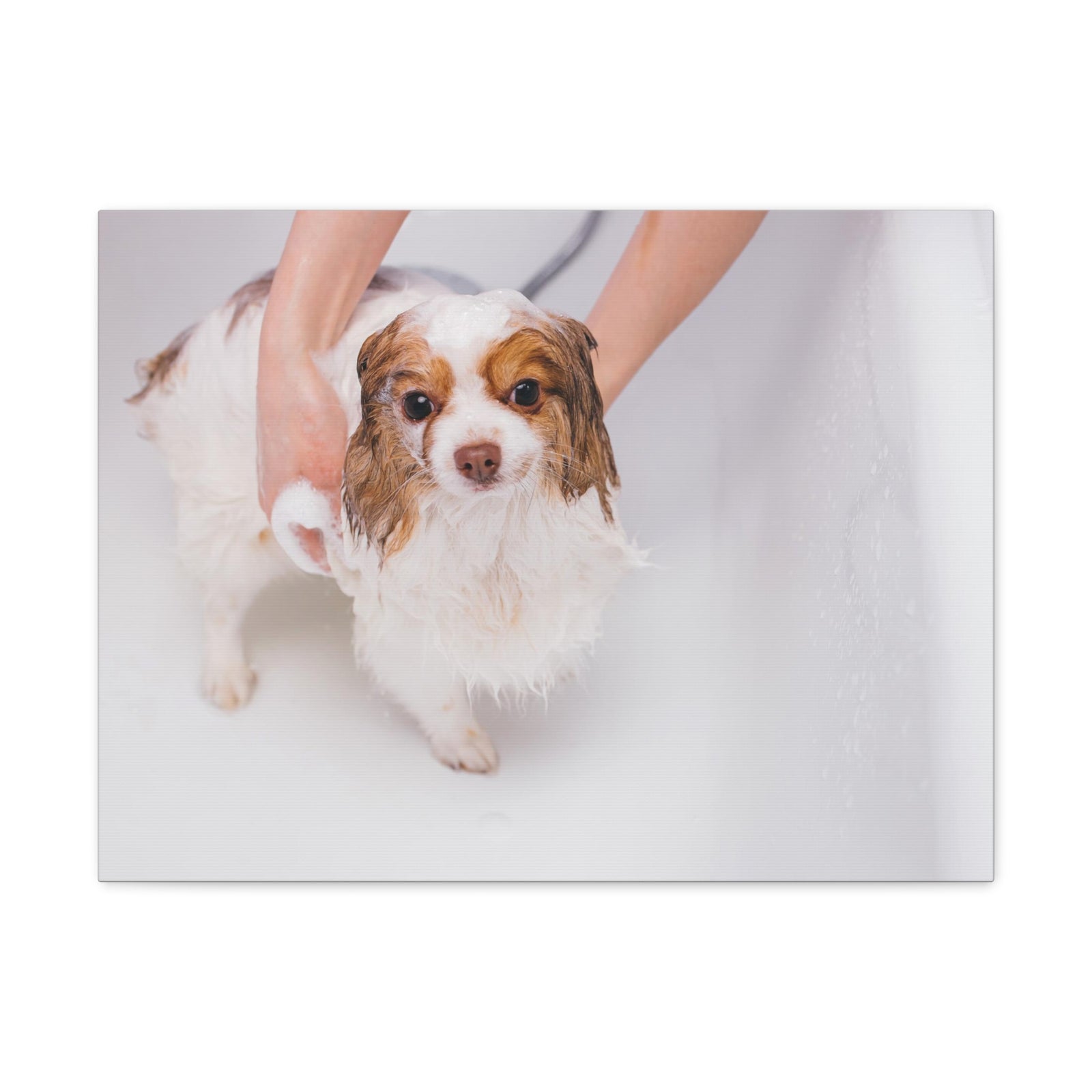 Cute Cavalier King Charles Spaniel Bath Canvas Wall Art for Home Decor Ready-to-Hang-Express Your Love Gifts