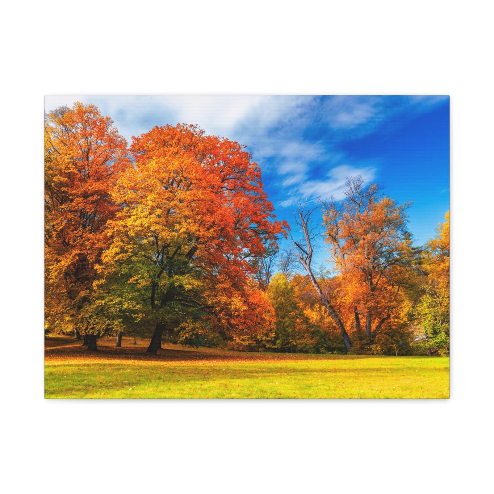 Autumn Fall Scene Beautiful Autumn Forest Path Beauty Nature Scene Bright Light Sun Wall Art Ready to Hang-Express Your Love Gifts