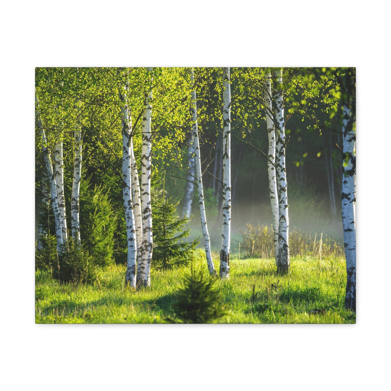 White Birch Trees in Green Forest Nature Wilderness Photography Canvas Wall Art for Home Decor Ready-to-Hang-Express Your Love Gifts